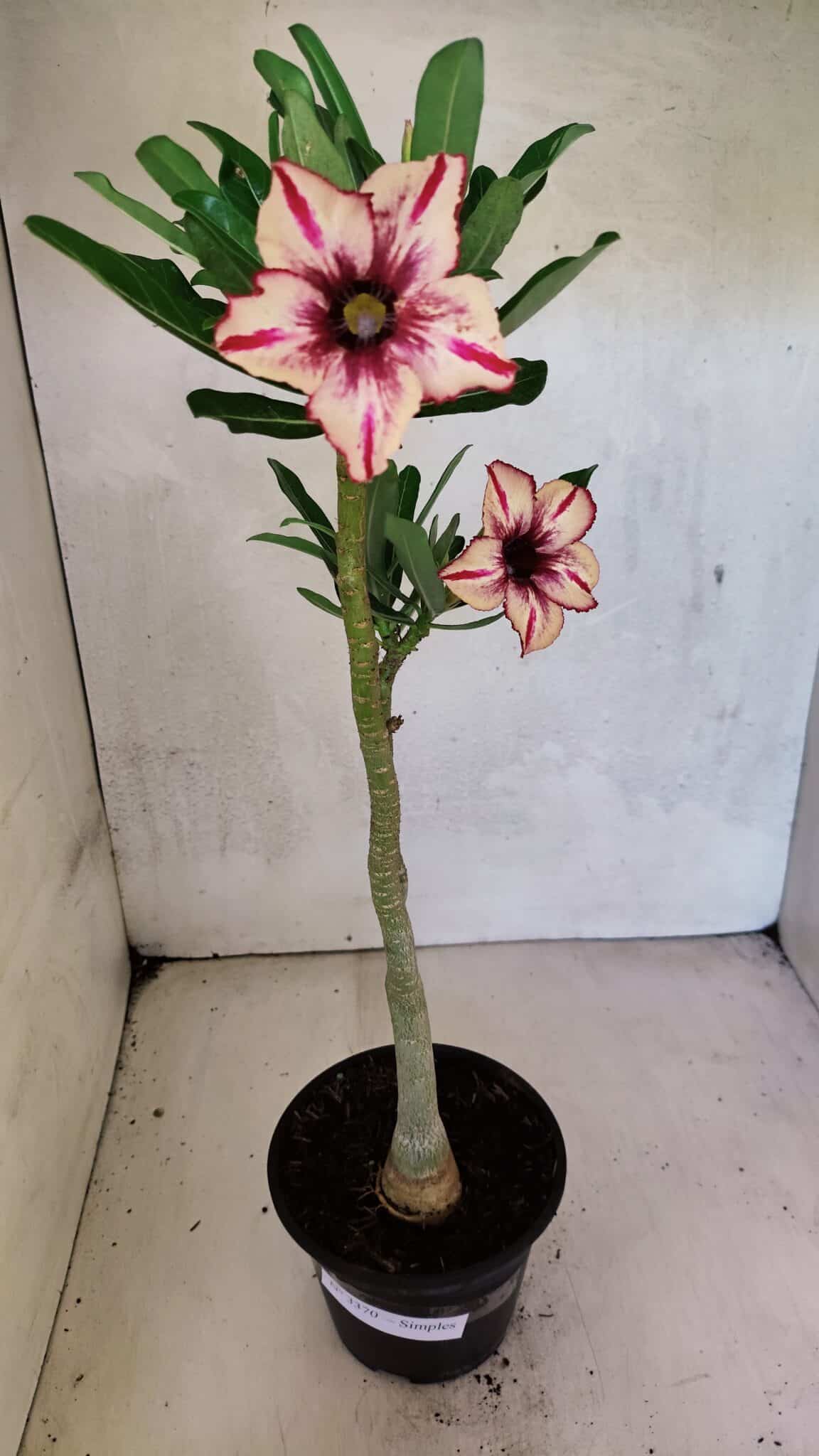 Planta Simples 3370 – 35cm – 03 anos - foto 2