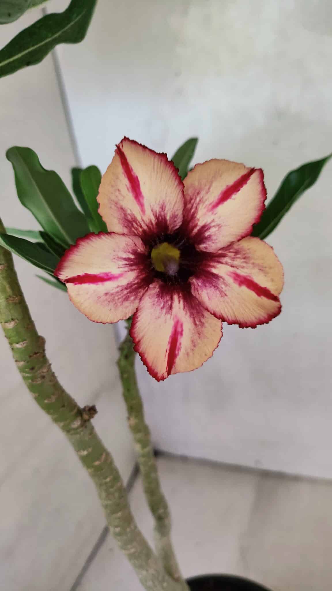 Planta Simples 3370 – 35cm – 03 anos - foto 4