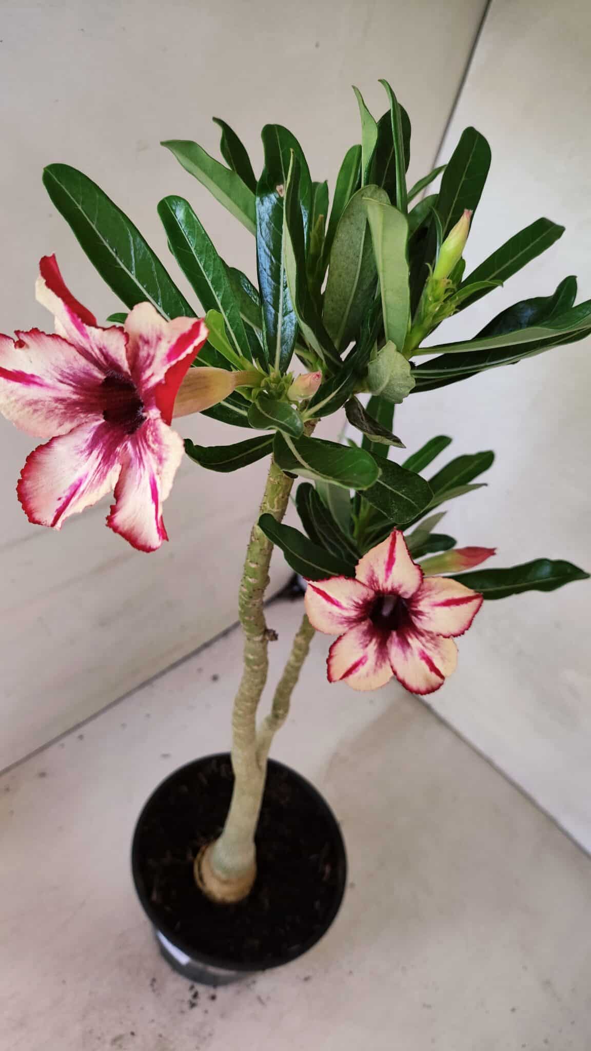 Planta Simples 3370 – 35cm – 03 anos - foto 5