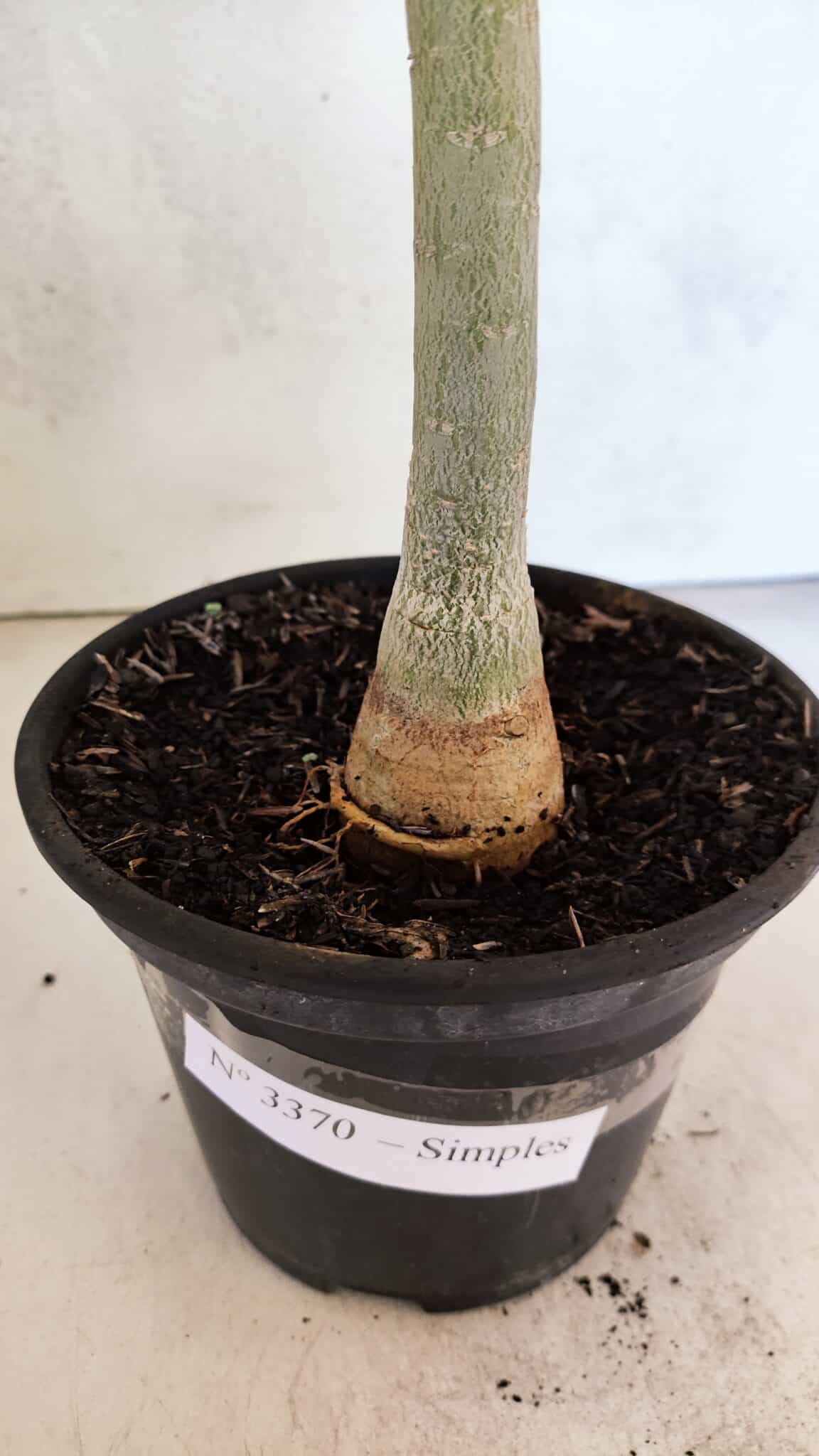 Planta Simples 3370 – 35cm – 03 anos - foto 8