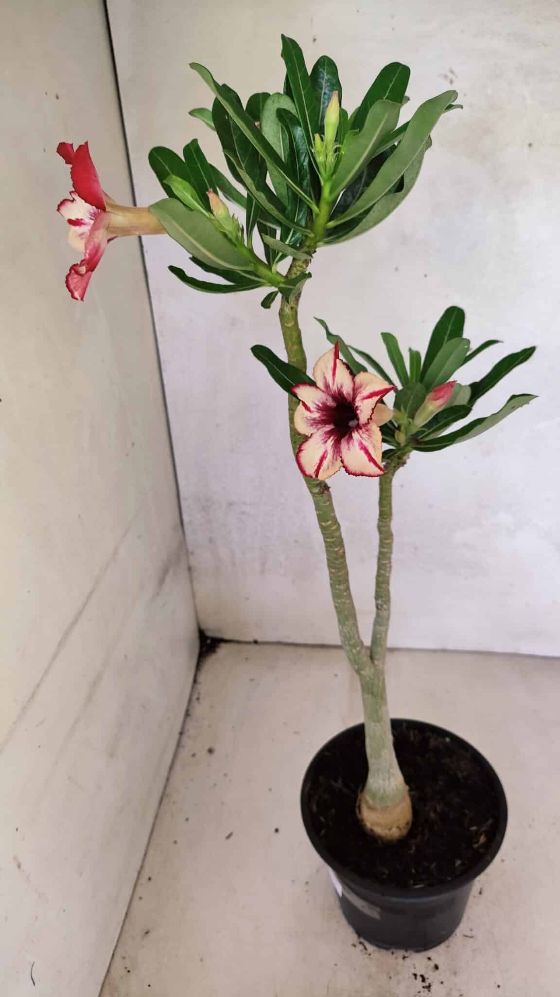 Planta Simples 3370 – 35cm – 03 anos - foto 7