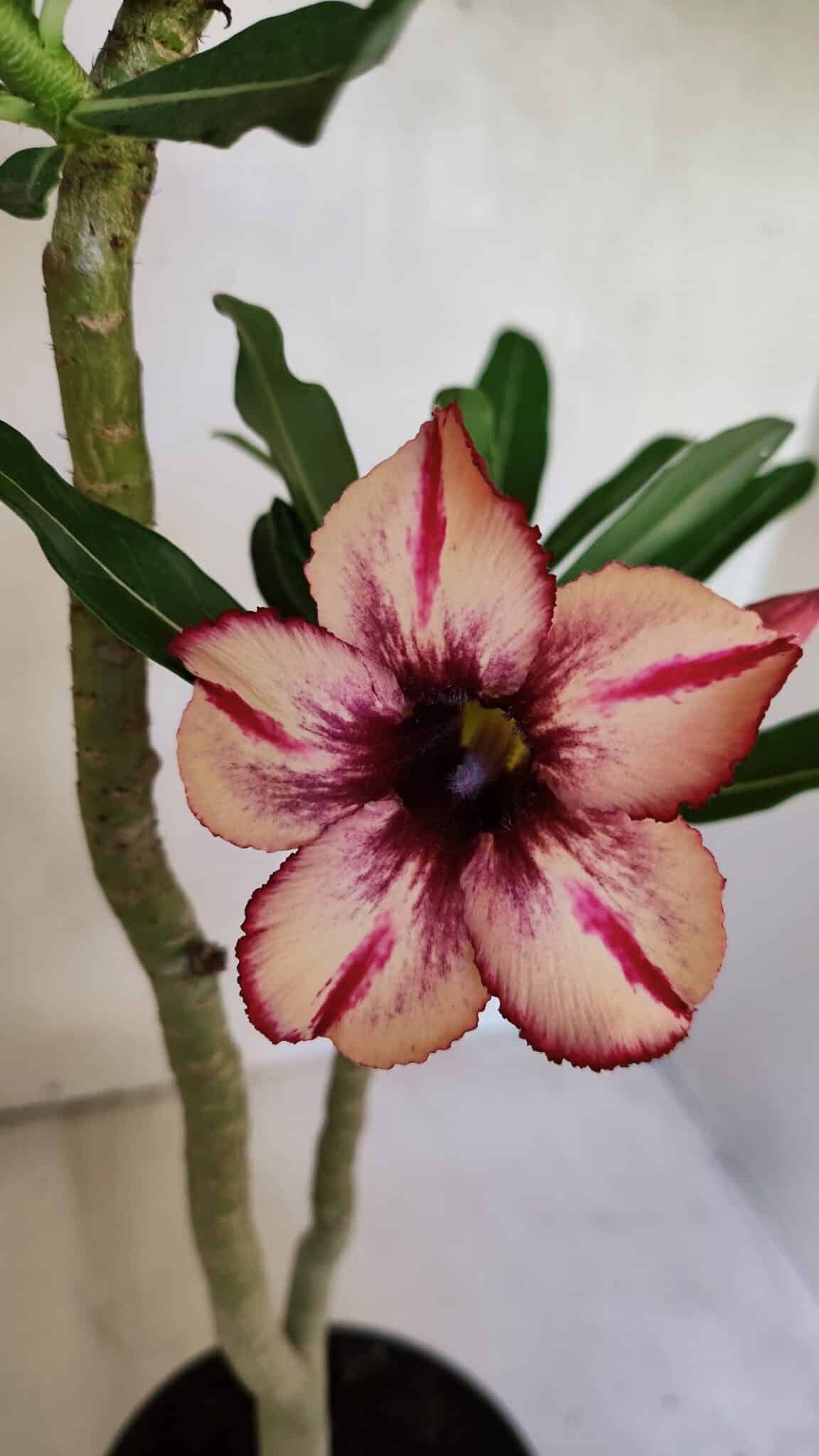 Planta Simples 3370 – 35cm – 03 anos - foto 3