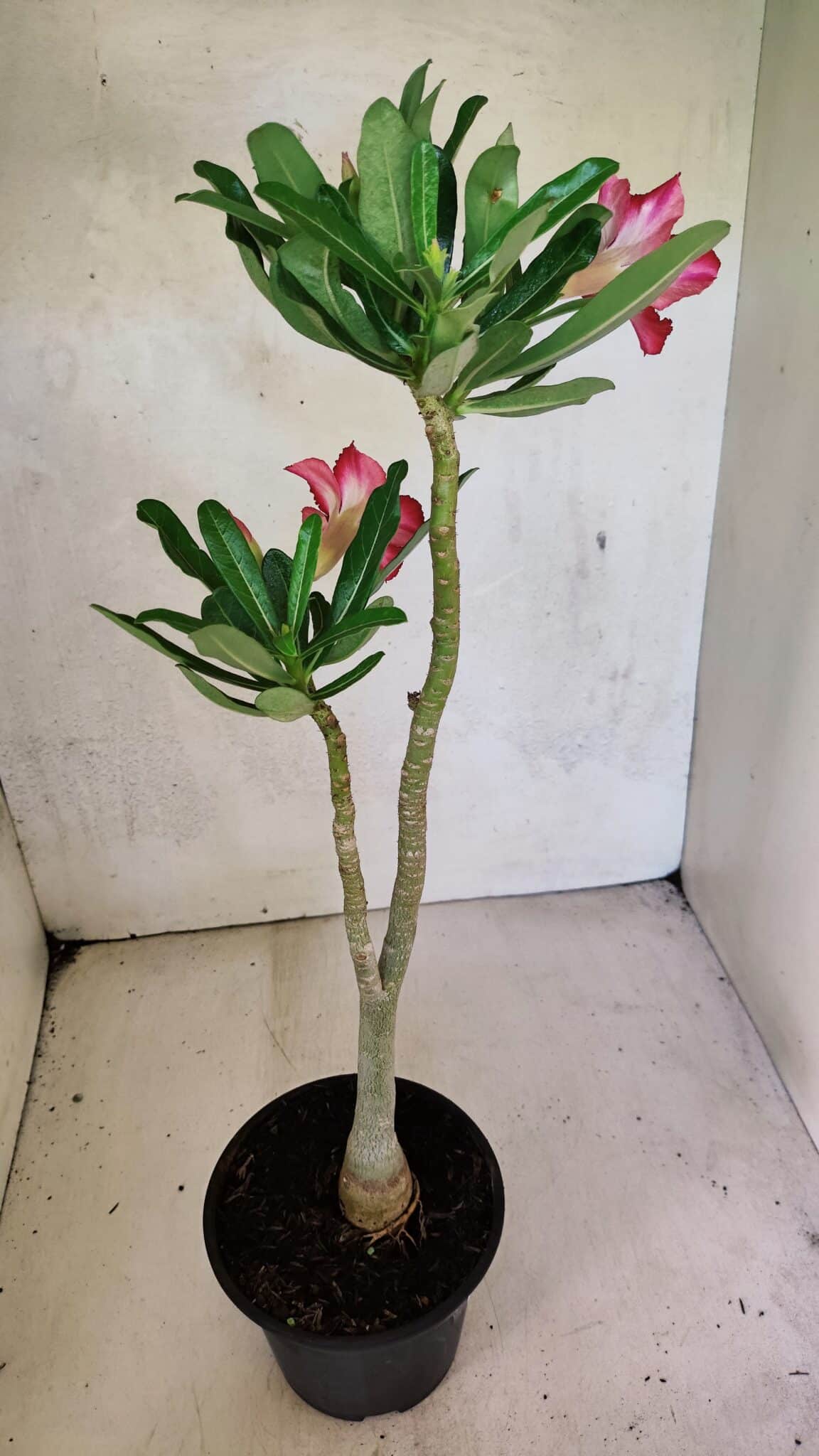 Planta Simples 3370 – 35cm – 03 anos - foto 6