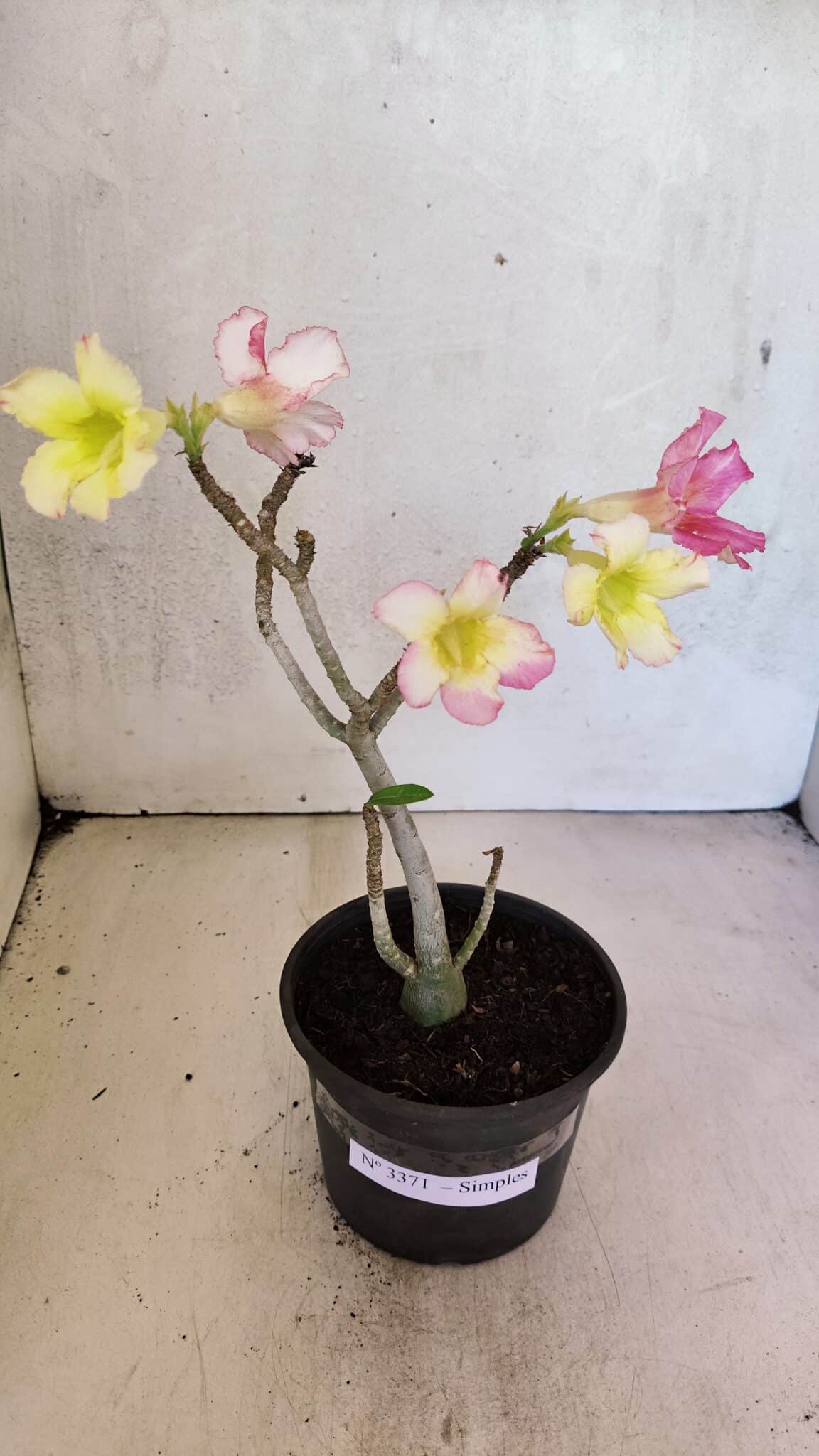 Planta Simples 3371 – 30cm – 02 anos - foto 2