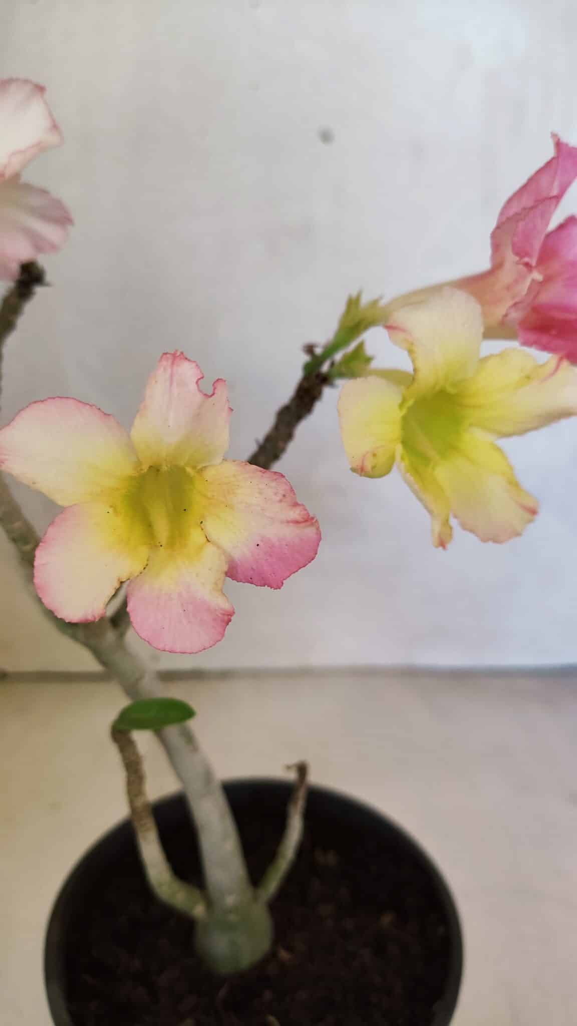 Planta Simples 3371 – 30cm – 02 anos - foto 3