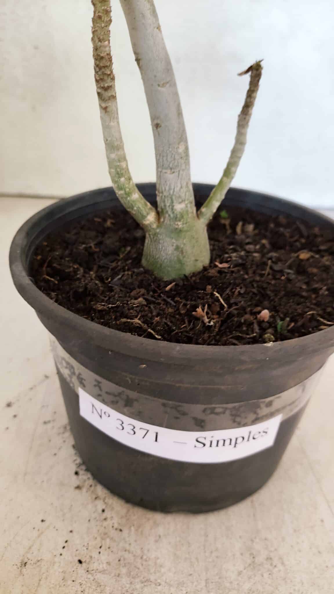 Planta Simples 3371 – 30cm – 02 anos - foto 5