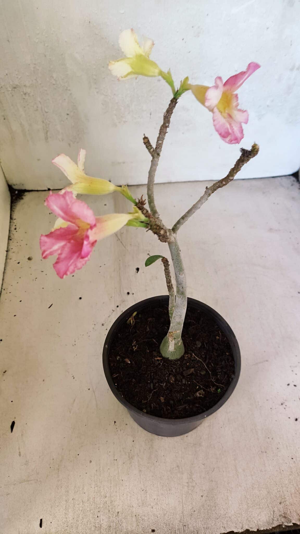 Planta Simples 3371 – 30cm – 02 anos - foto 4