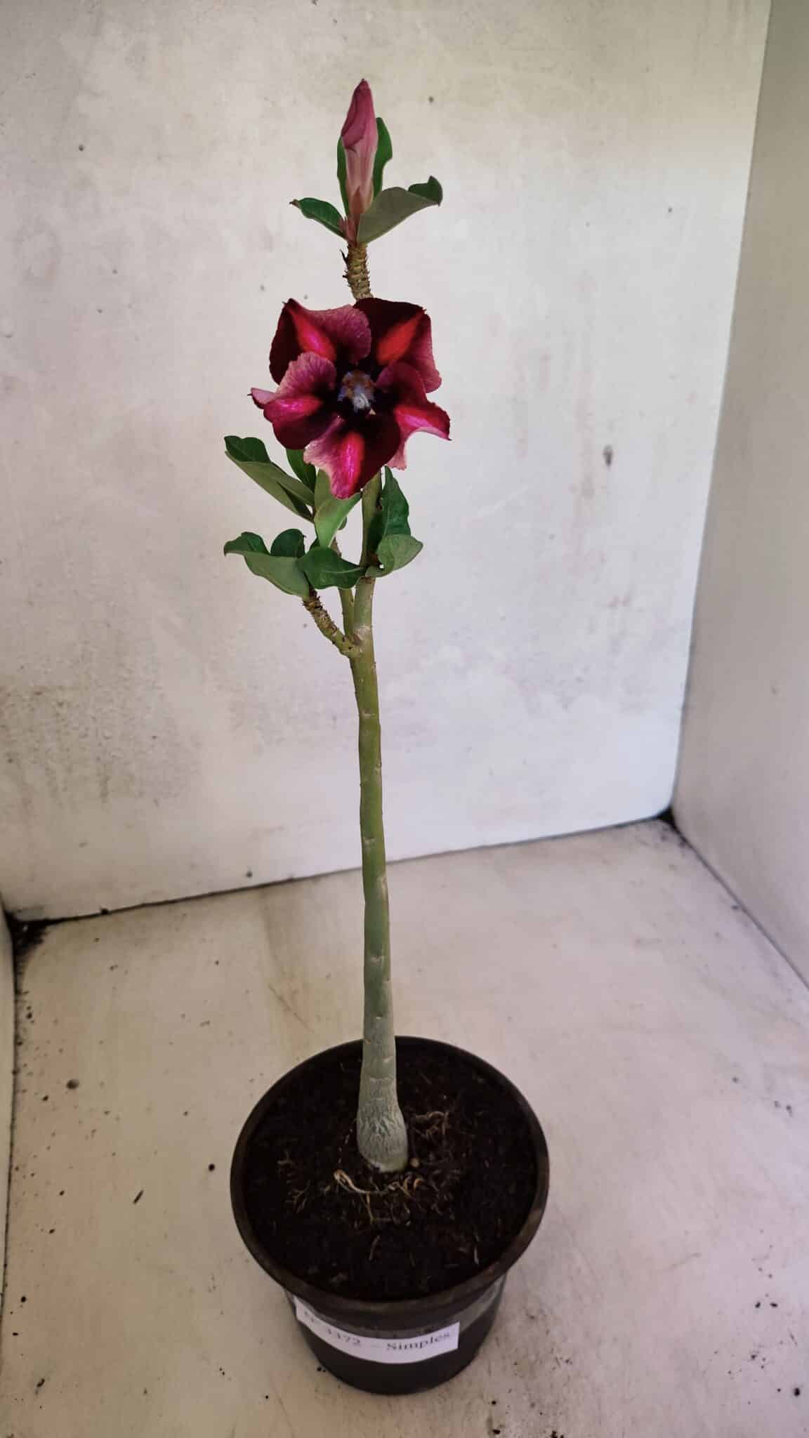 Planta Simples 3372 – 30cm – 02 anos - foto 2