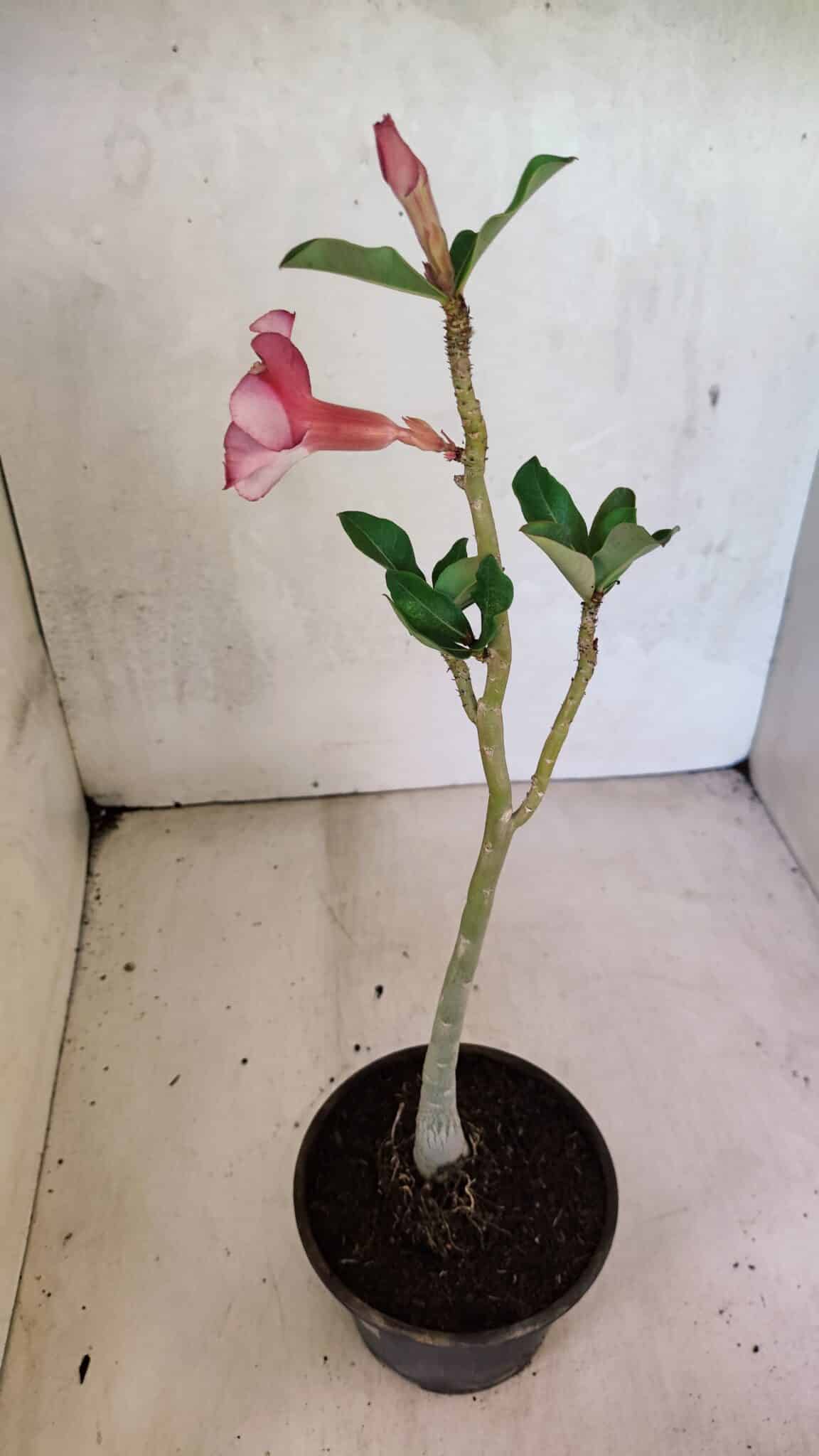 Planta Simples 3372 – 30cm – 02 anos - foto 5