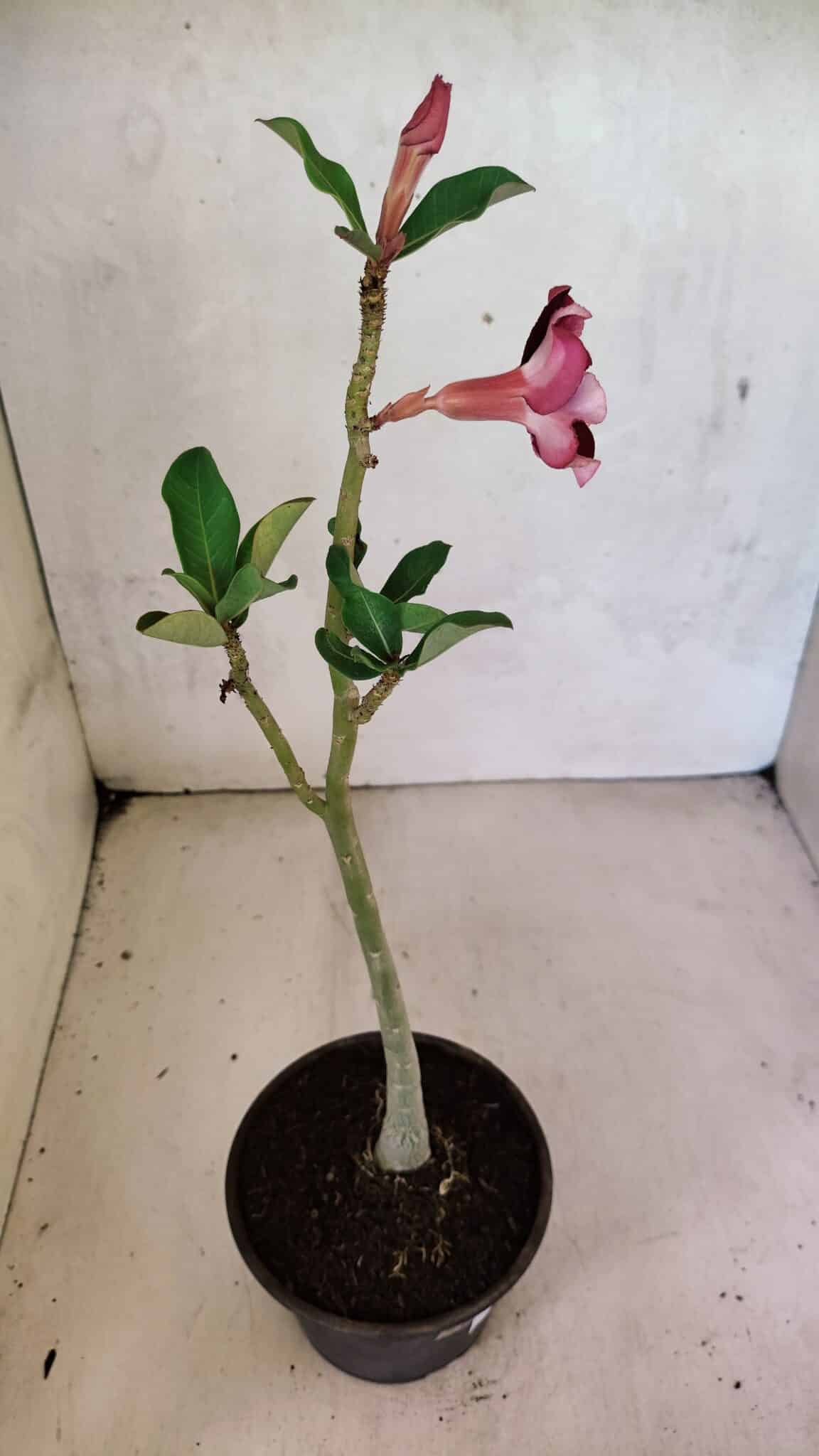 Planta Simples 3372 – 30cm – 02 anos - foto 4
