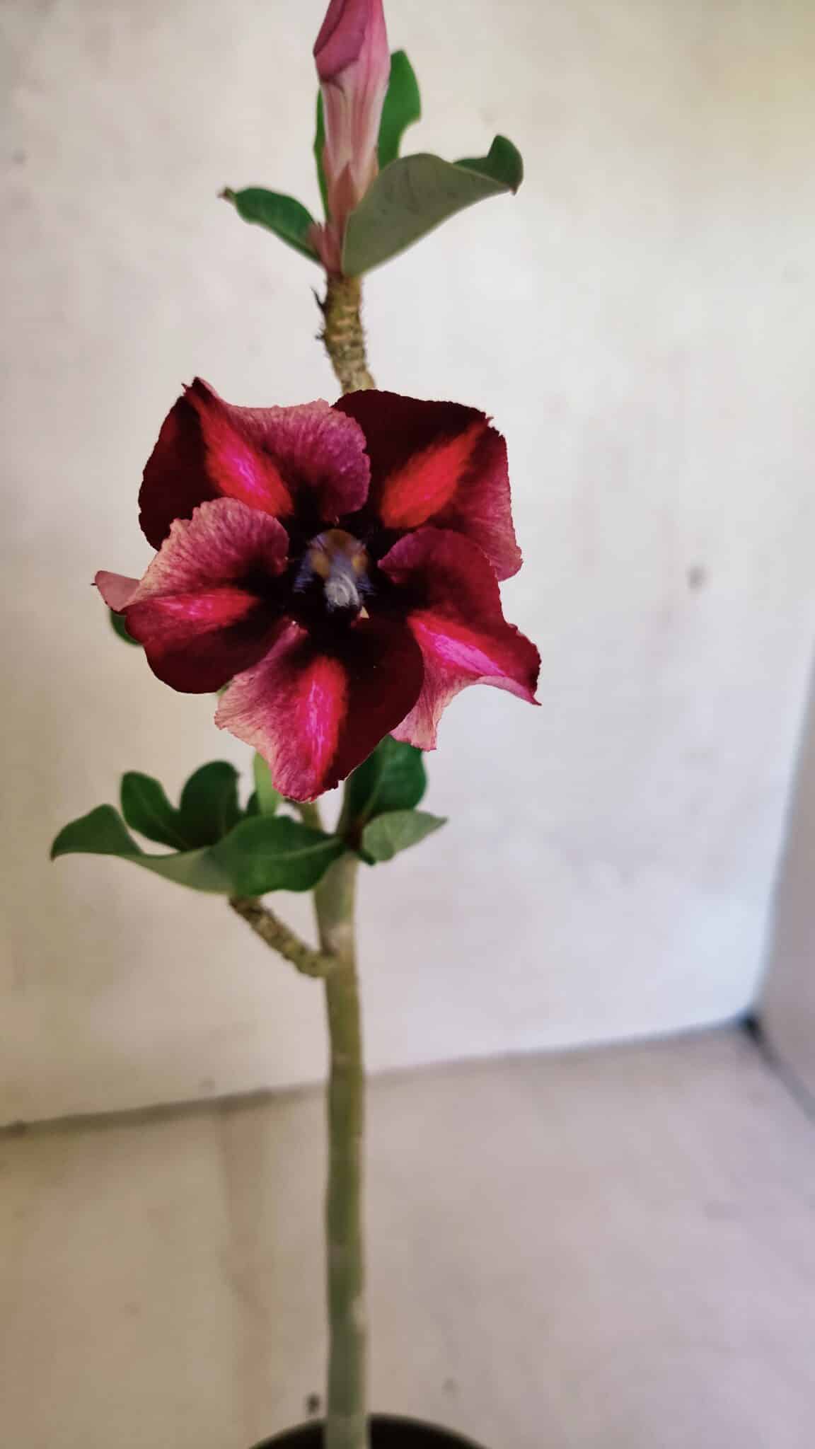 Planta Simples 3372 – 30cm – 02 anos - foto 3