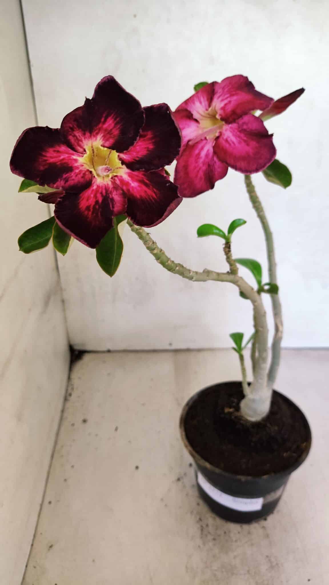 Planta Simples 3373 – 30cm – 02 anos - foto 2