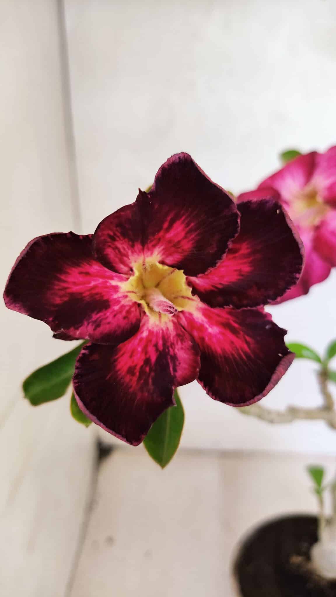 Planta Simples 3373 – 30cm – 02 anos - foto 3