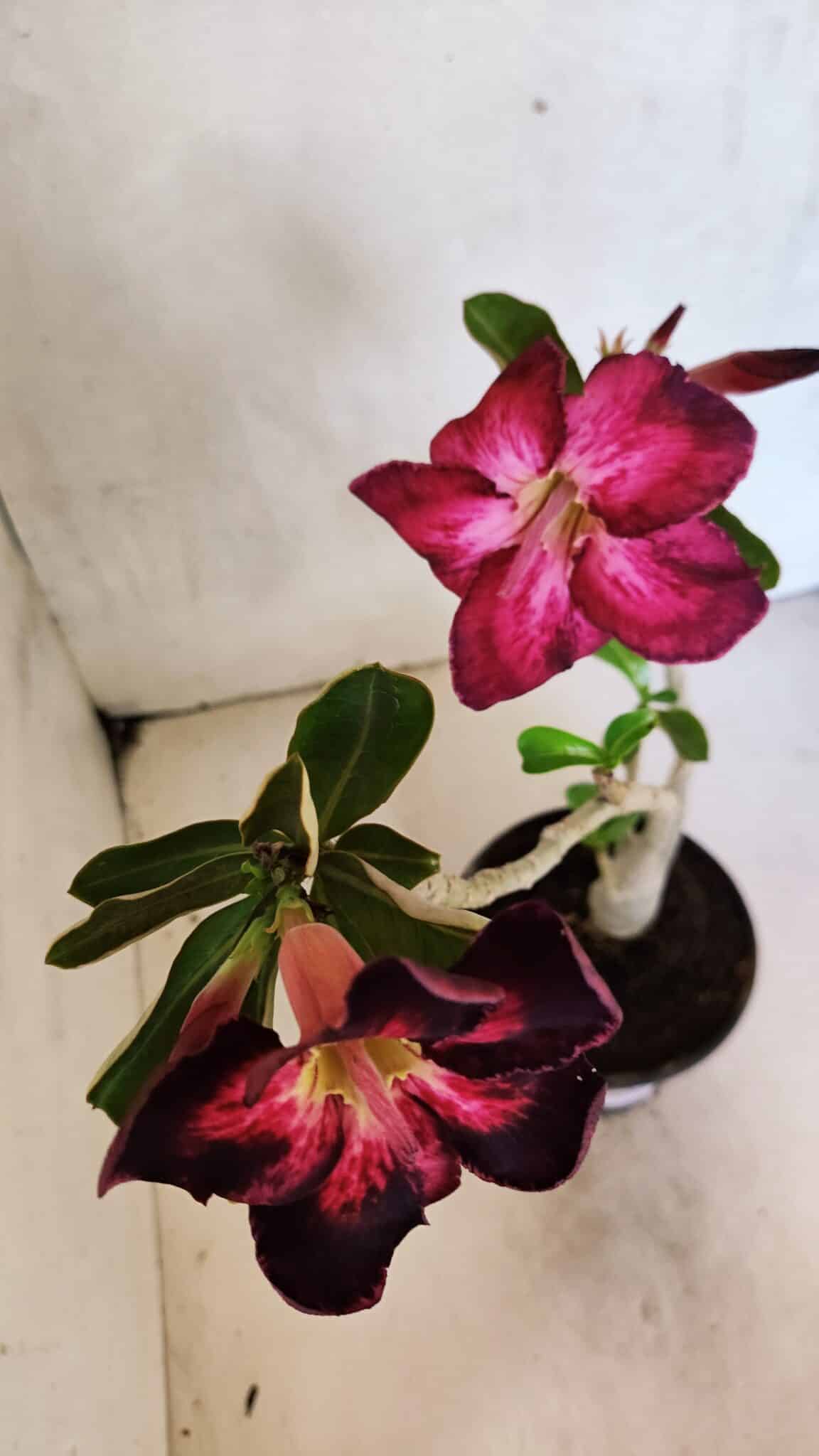 Planta Simples 3373 – 30cm – 02 anos - foto 4