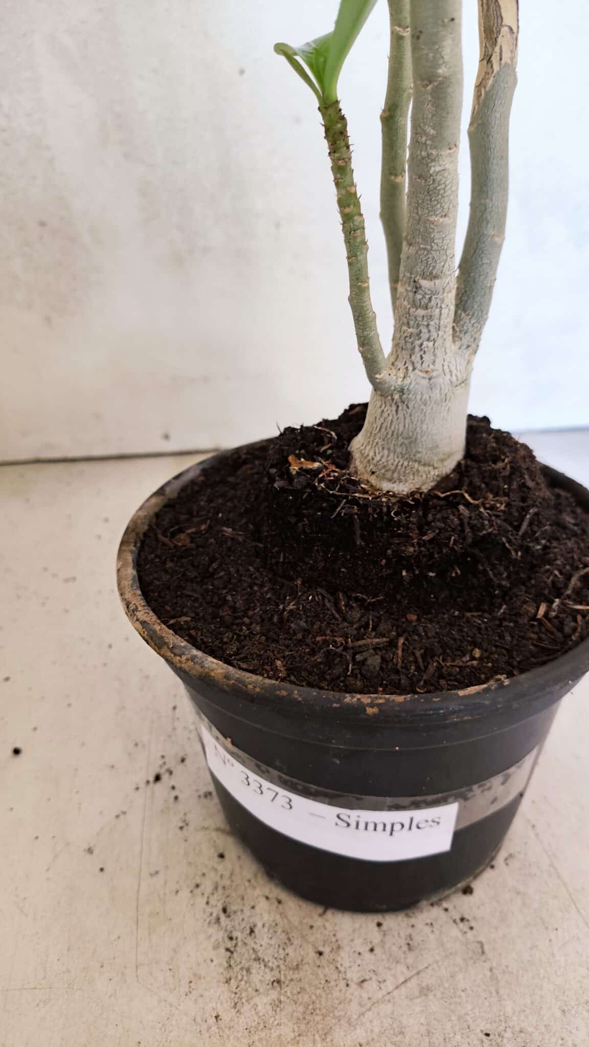 Planta Simples 3373 – 30cm – 02 anos - foto 7
