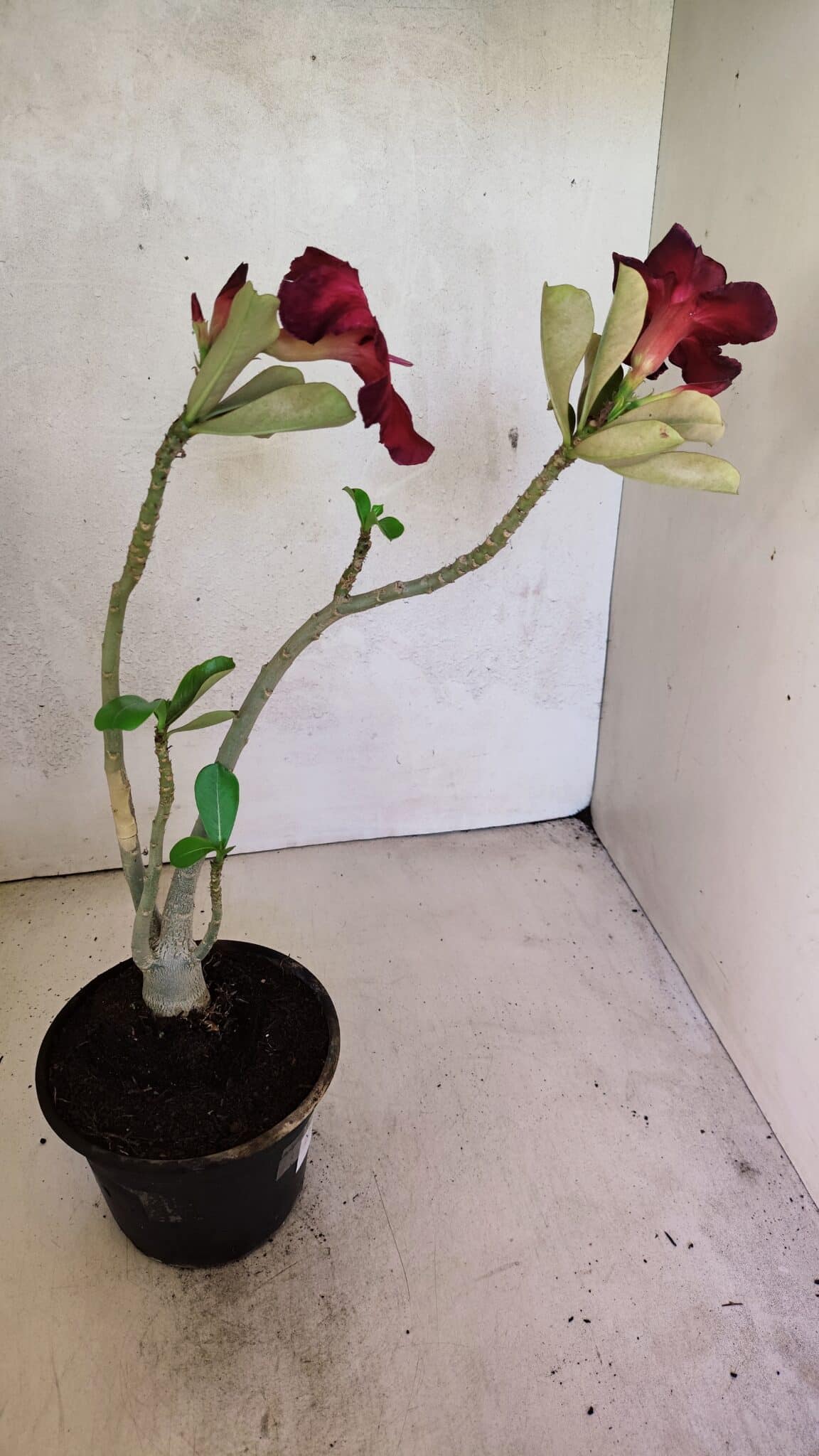 Planta Simples 3373 – 30cm – 02 anos - foto 6