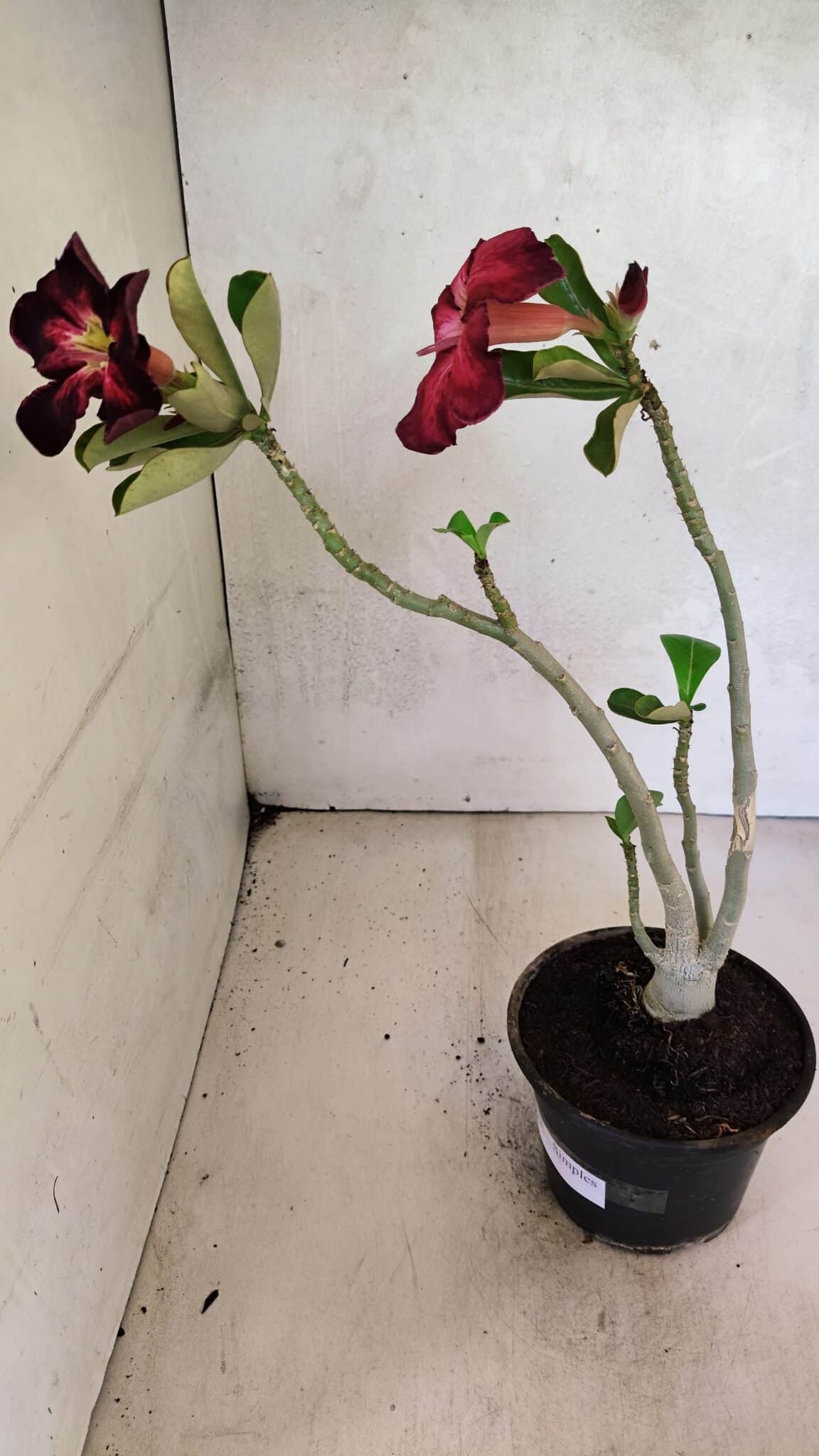 Planta Simples 3373 – 30cm – 02 anos - foto 5