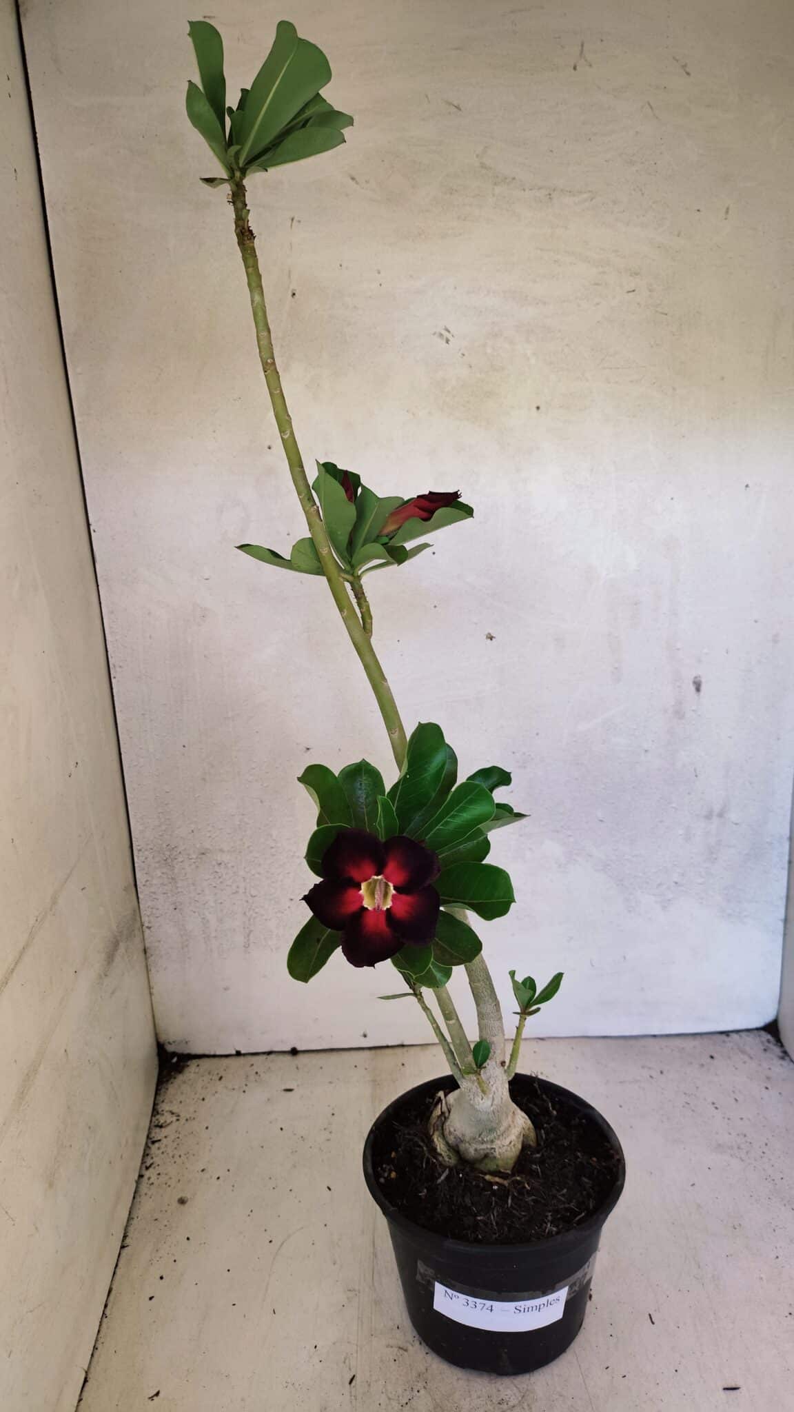 Planta Simples 3374 – 35cm – 03 anos - foto 2