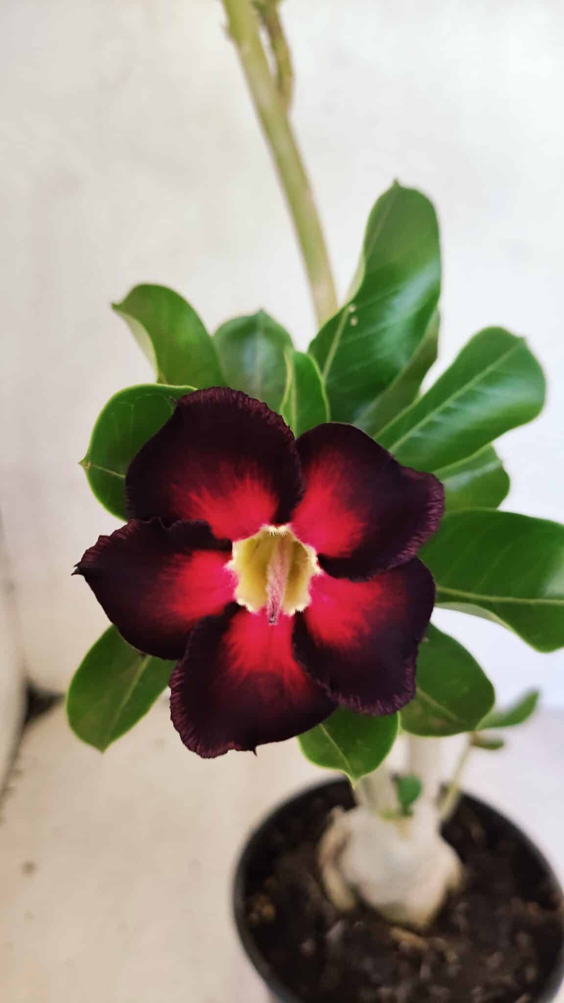 Planta Simples 3374 – 35cm – 03 anos - foto 3
