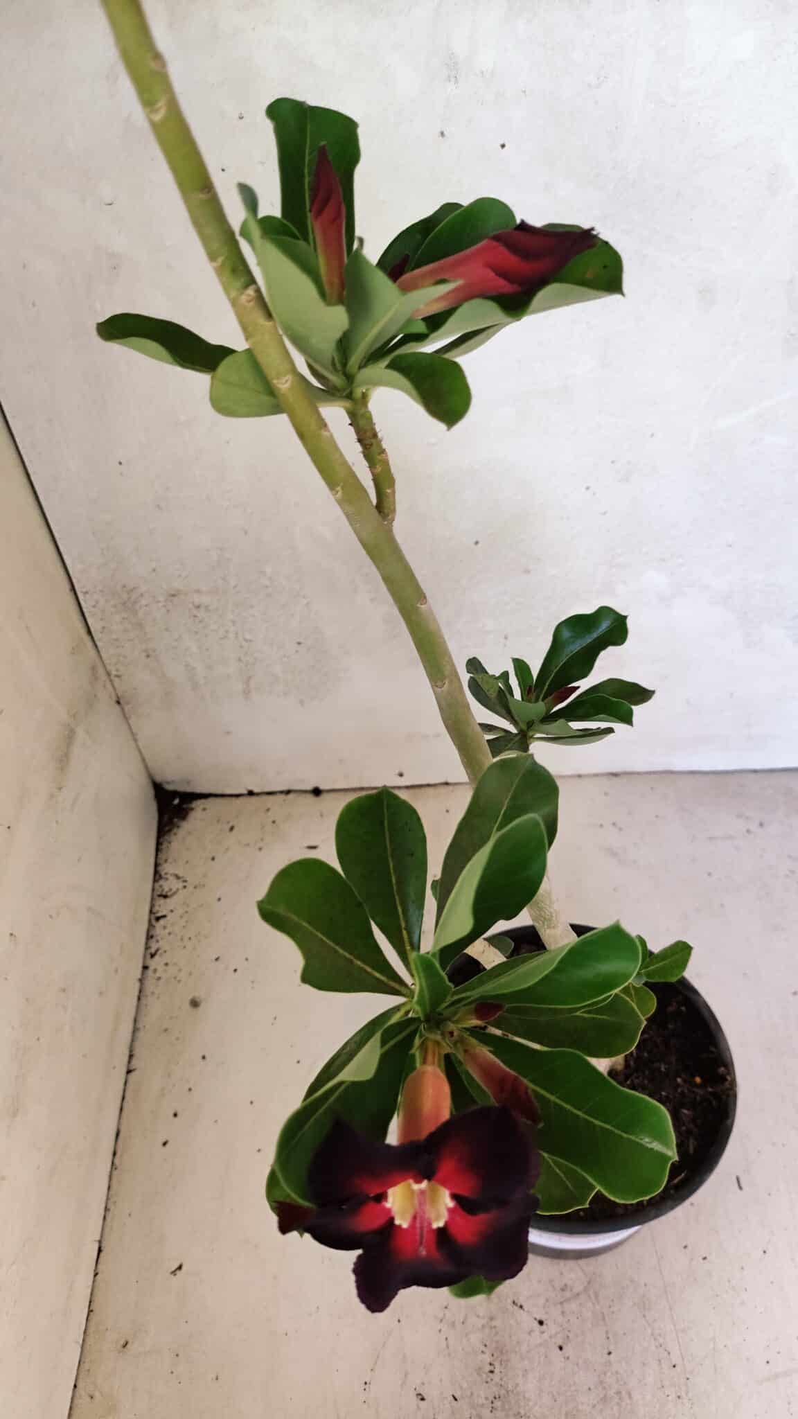Planta Simples 3374 – 35cm – 03 anos - foto 4