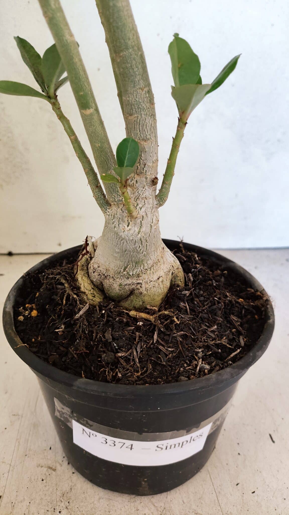 Planta Simples 3374 – 35cm – 03 anos - foto 6
