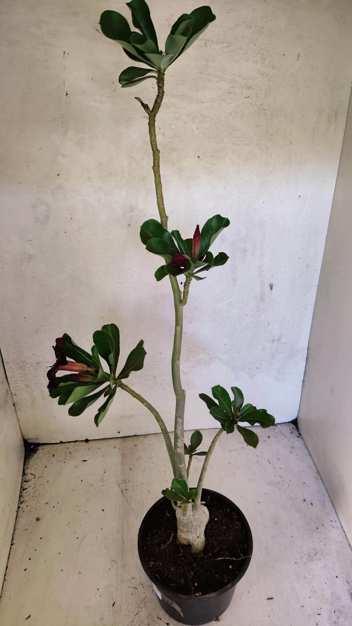Planta Simples 3374 – 35cm – 03 anos - foto 5
