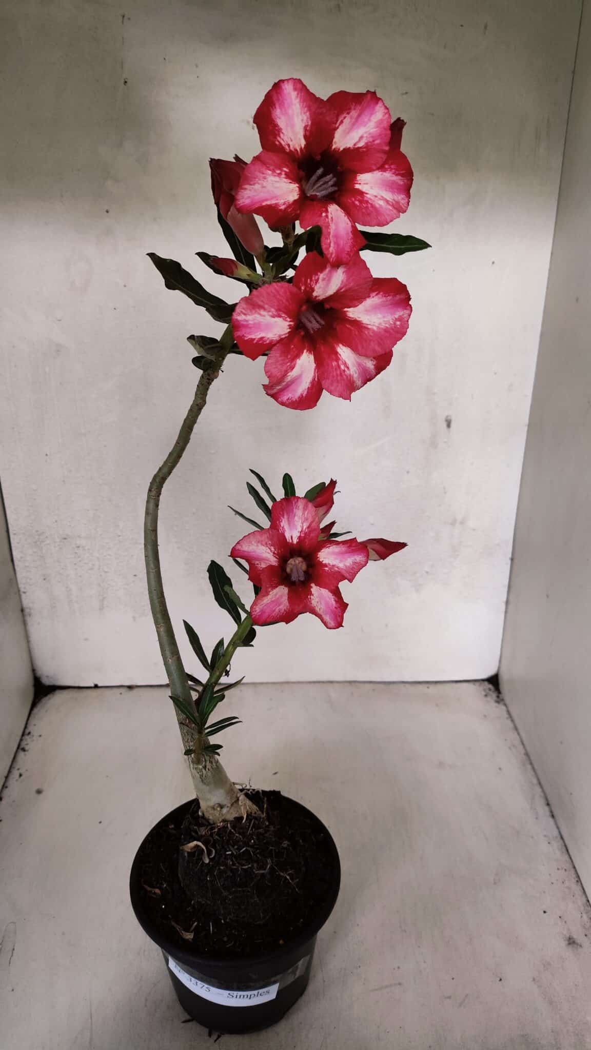 Planta Simples 3375 – 35cm – 03 anos - foto 2