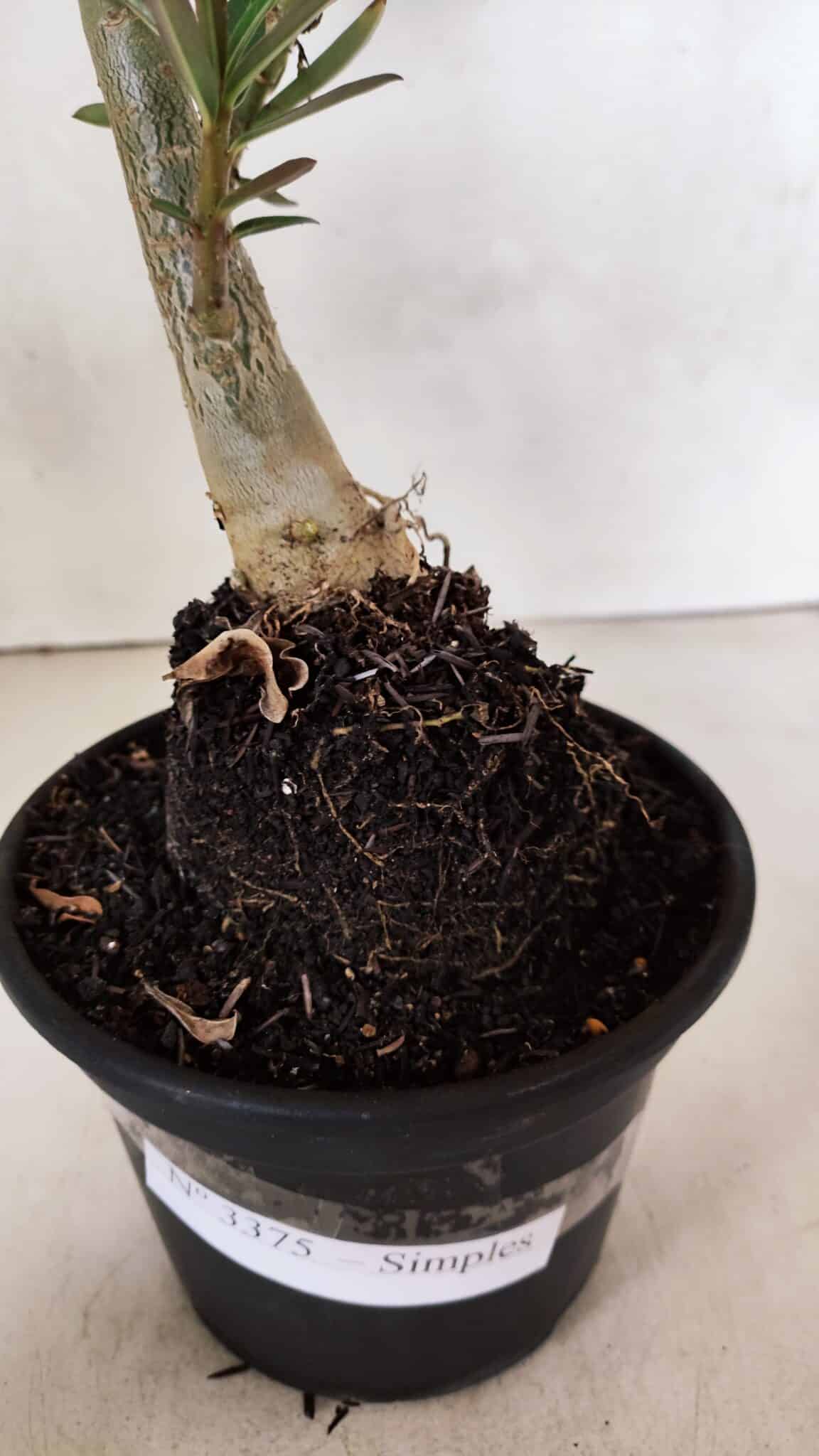 Planta Simples 3375 – 35cm – 03 anos - foto 7