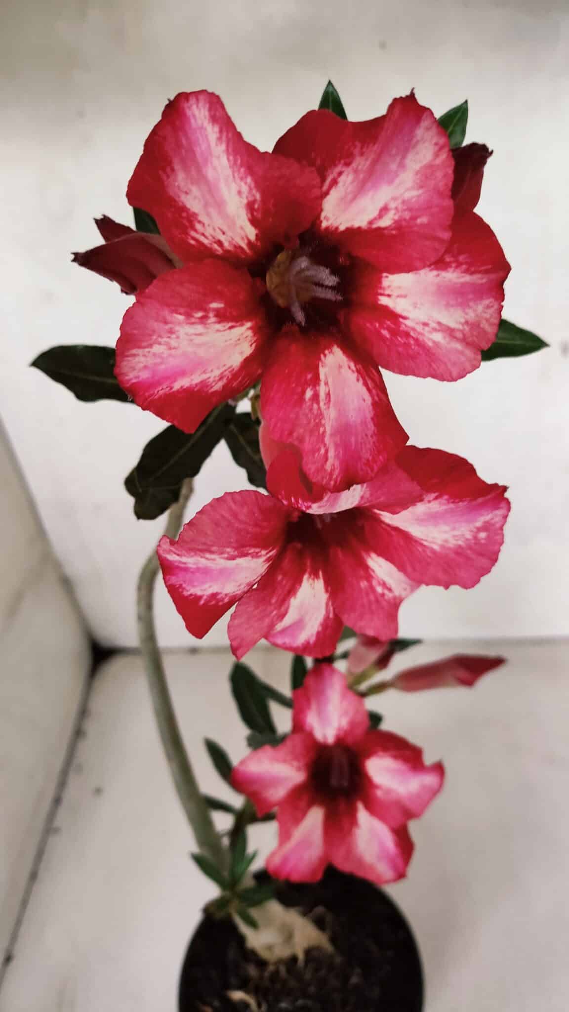Planta Simples 3375 – 35cm – 03 anos - foto 4