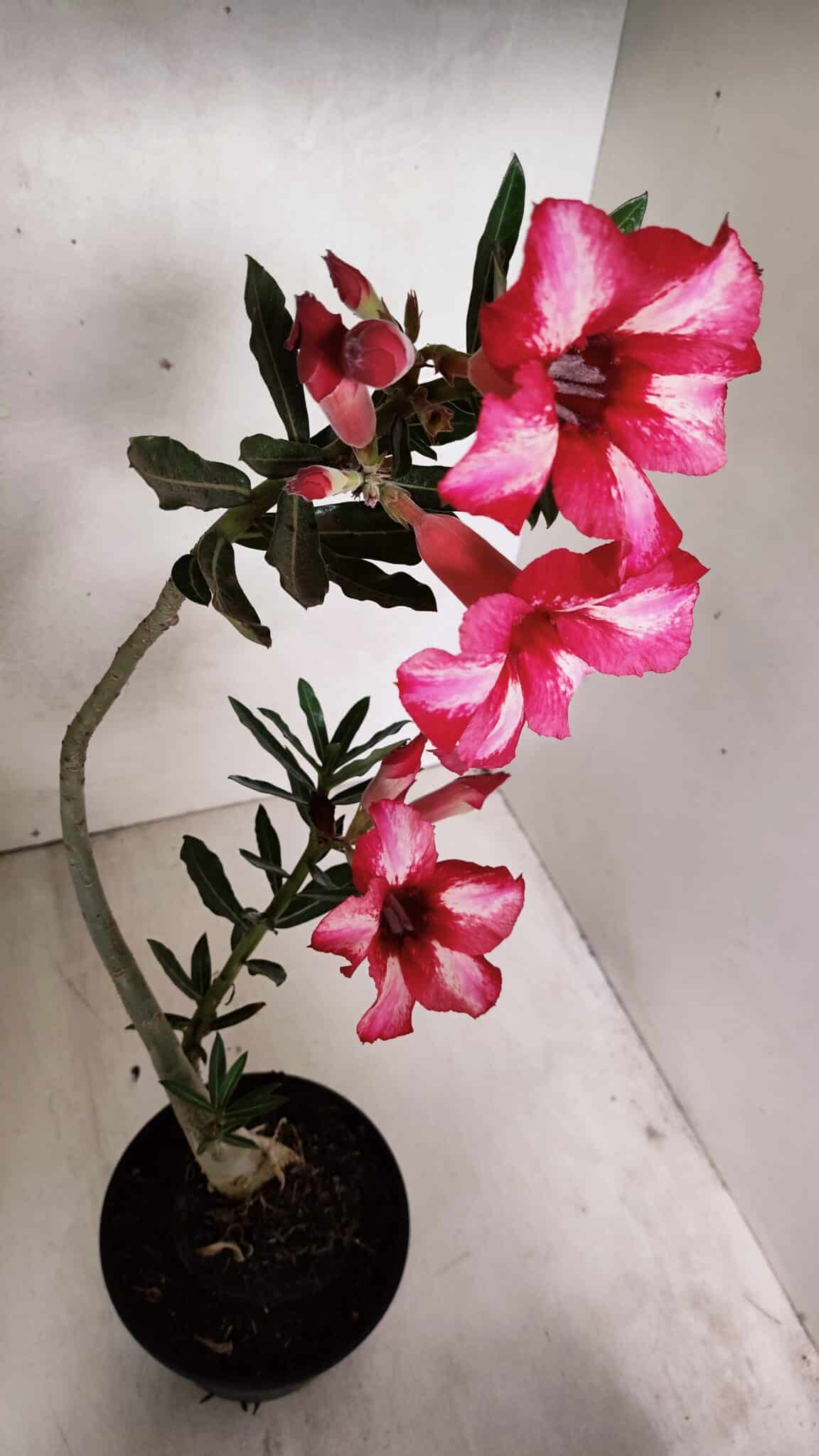 Planta Simples 3375 – 35cm – 03 anos - foto 5