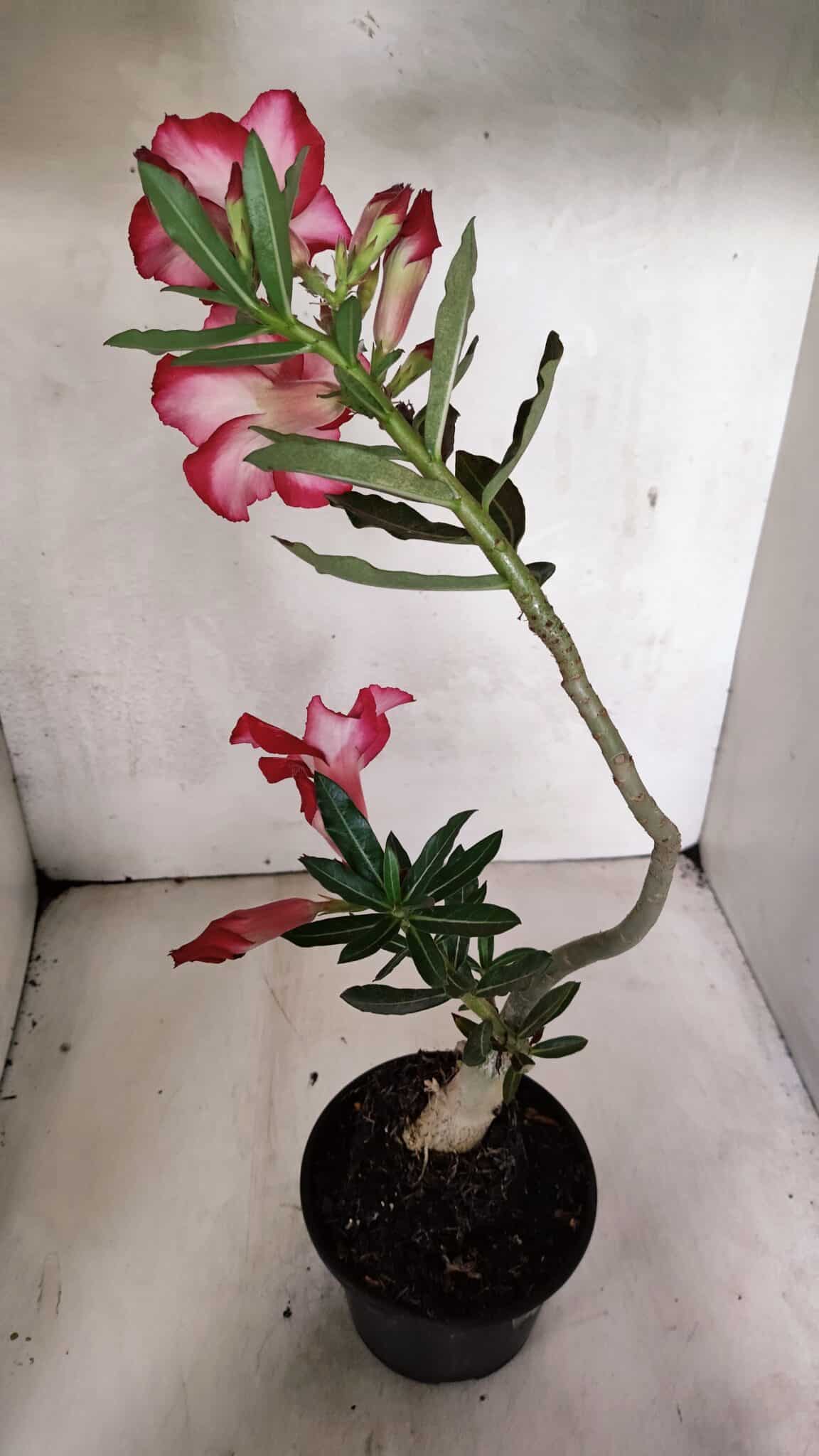 Planta Simples 3375 – 35cm – 03 anos - foto 6