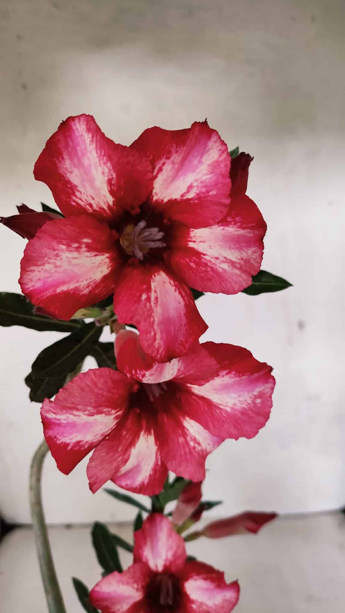 Planta Simples 3375 – 35cm – 03 anos - foto 3
