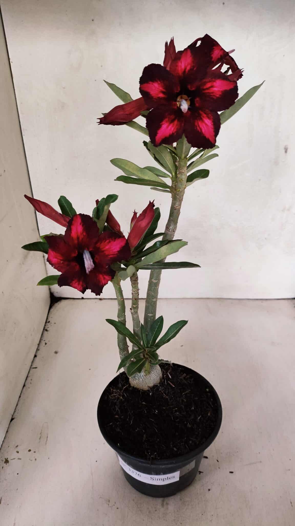 Planta Simples 3376 – 35cm – 03 anos - foto 2
