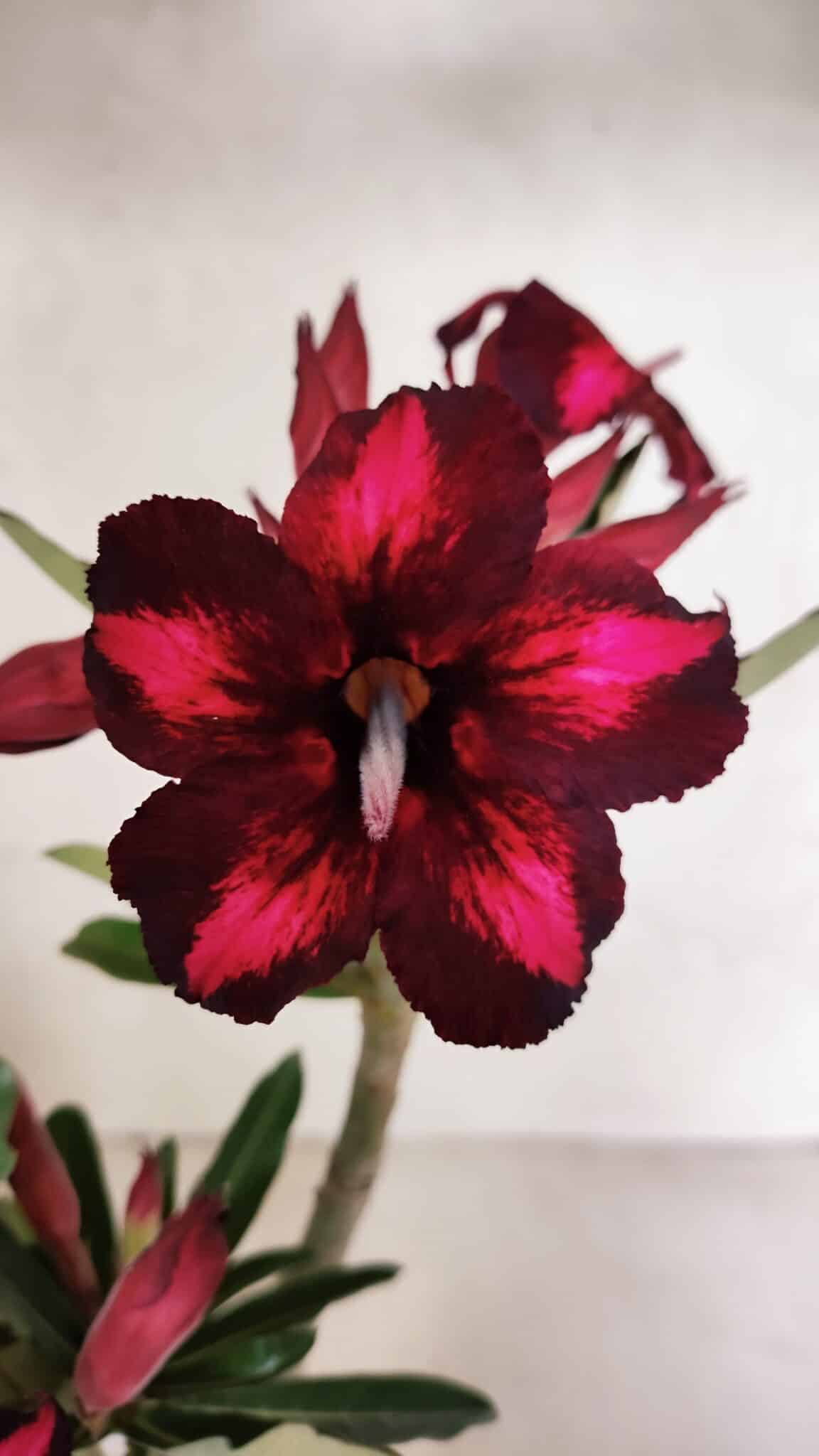 Planta Simples 3376 – 35cm – 03 anos - foto 3