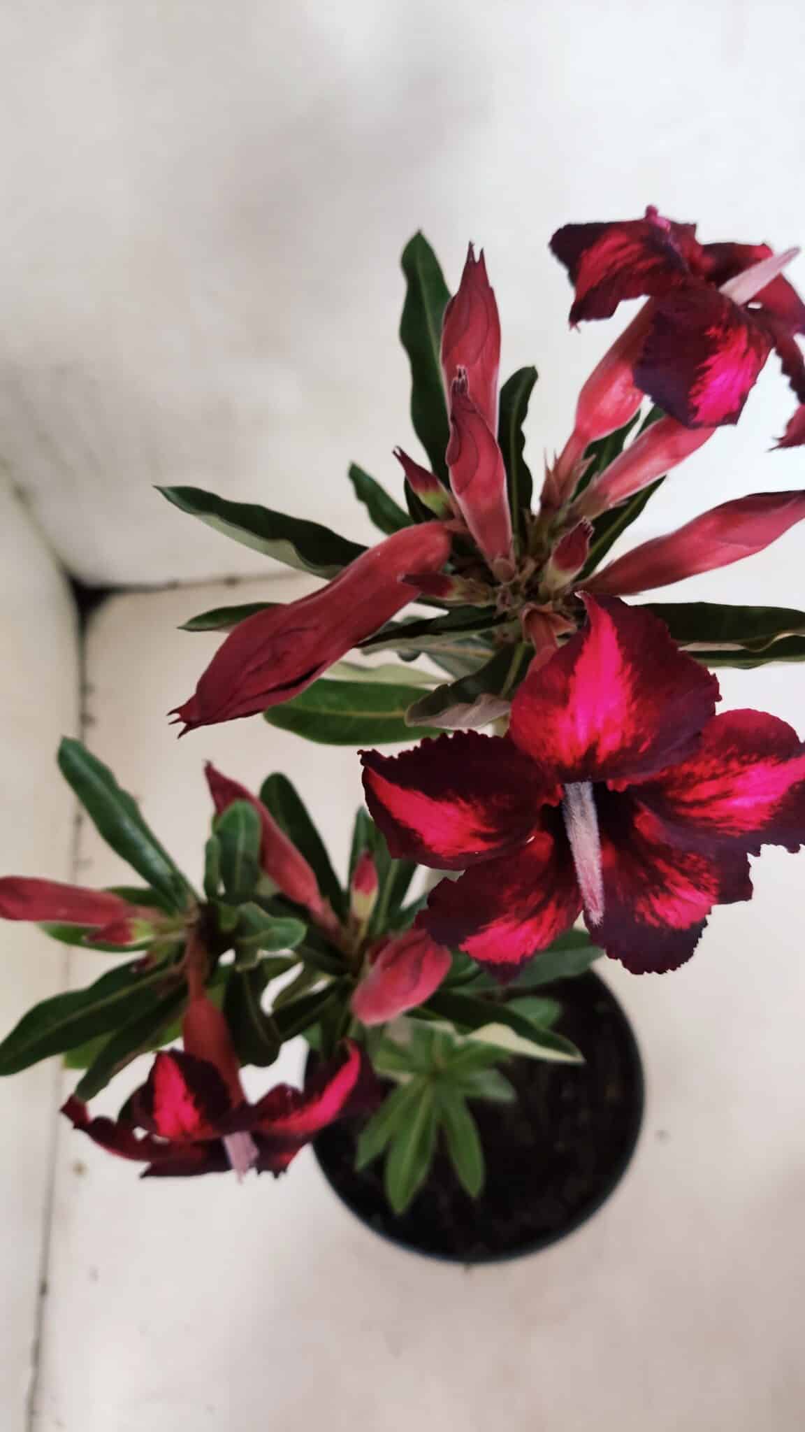 Planta Simples 3376 – 35cm – 03 anos - foto 4