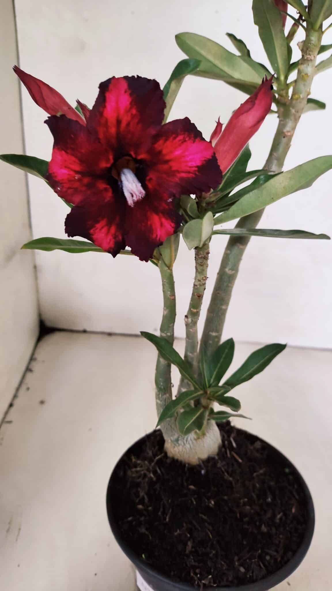 Planta Simples 3376 – 35cm – 03 anos - foto 5