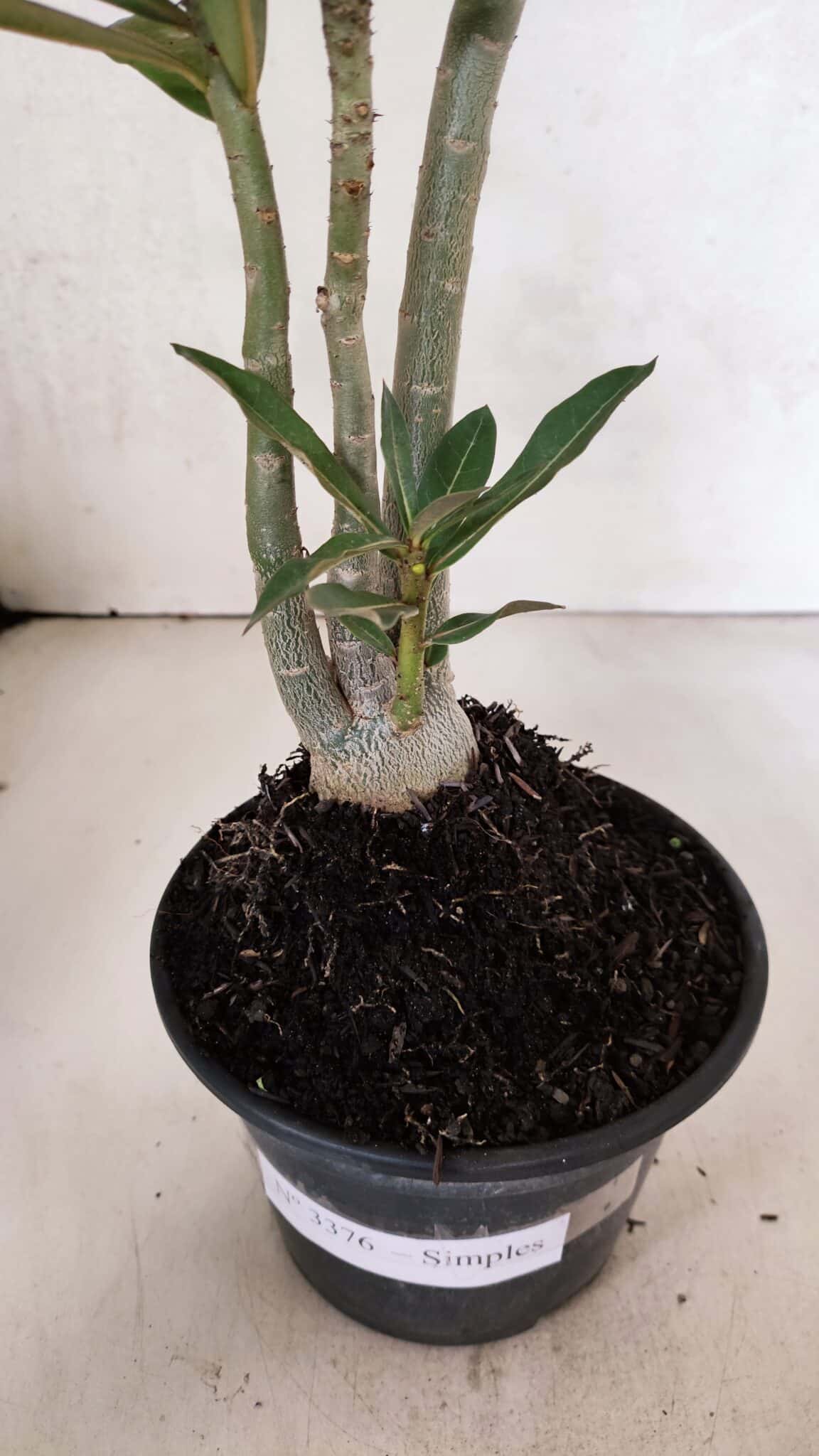 Planta Simples 3376 – 35cm – 03 anos - foto 8