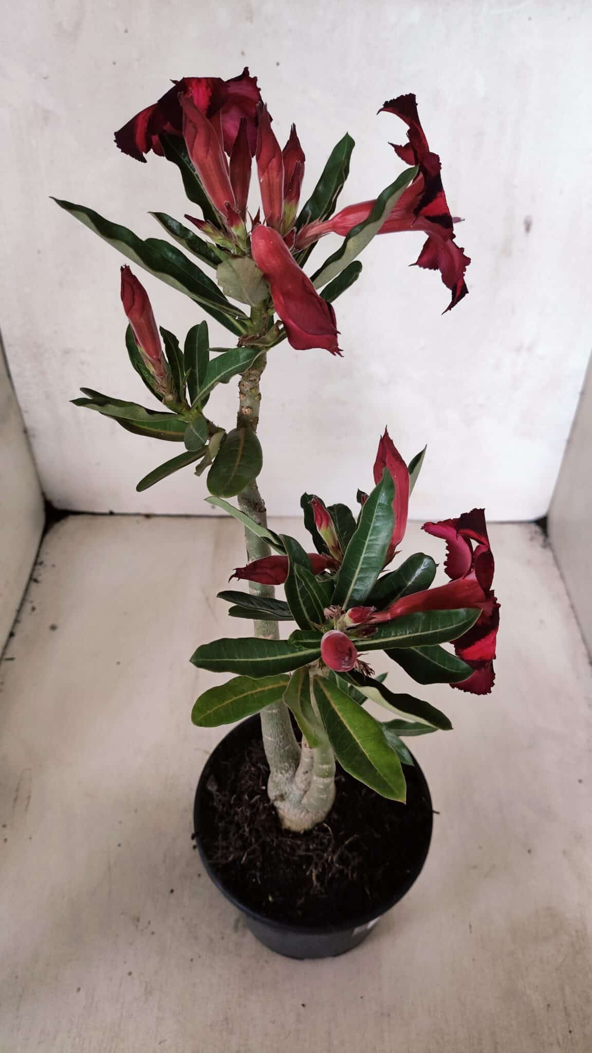 Planta Simples 3376 – 35cm – 03 anos - foto 7