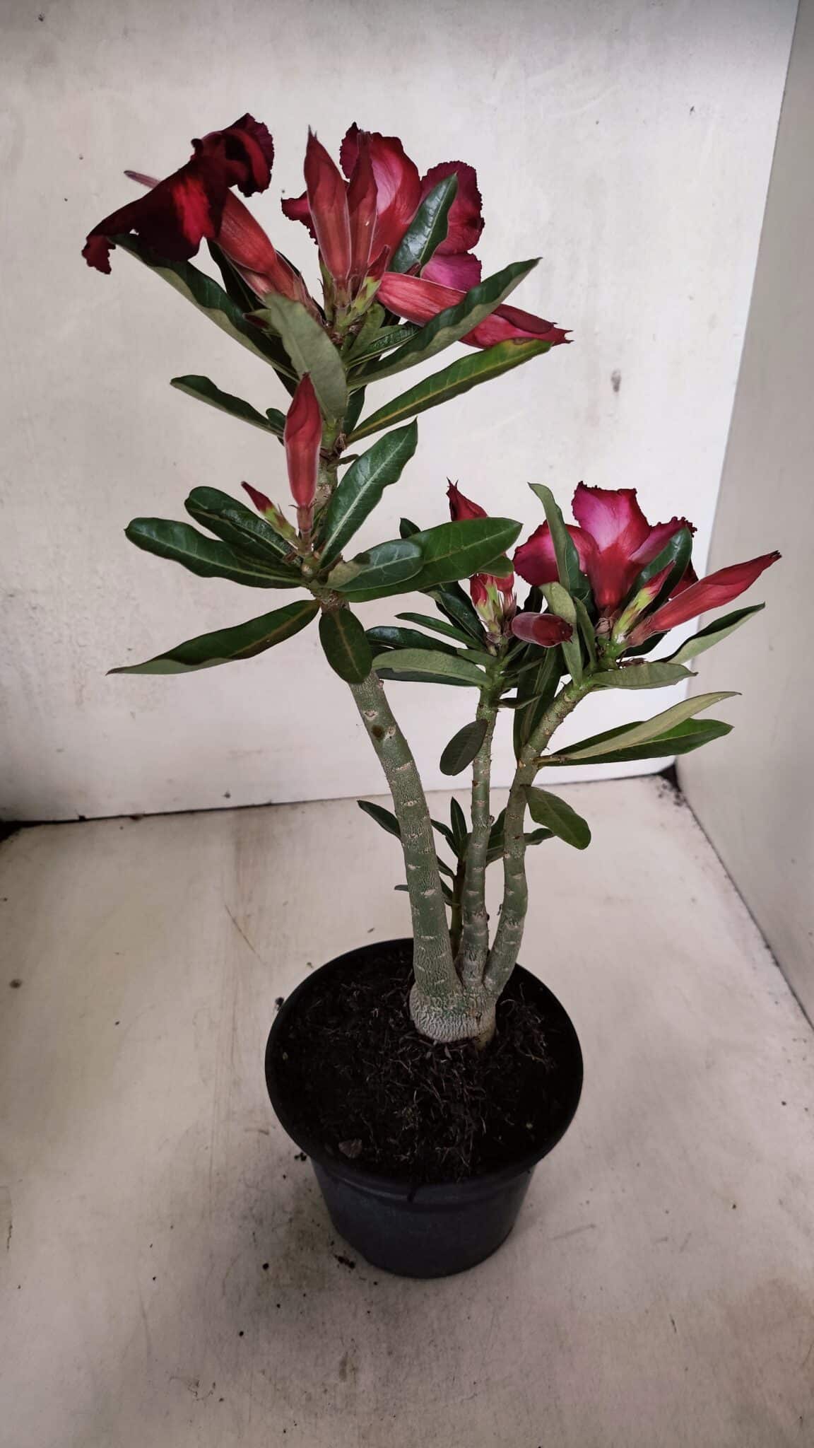 Planta Simples 3376 – 35cm – 03 anos - foto 6