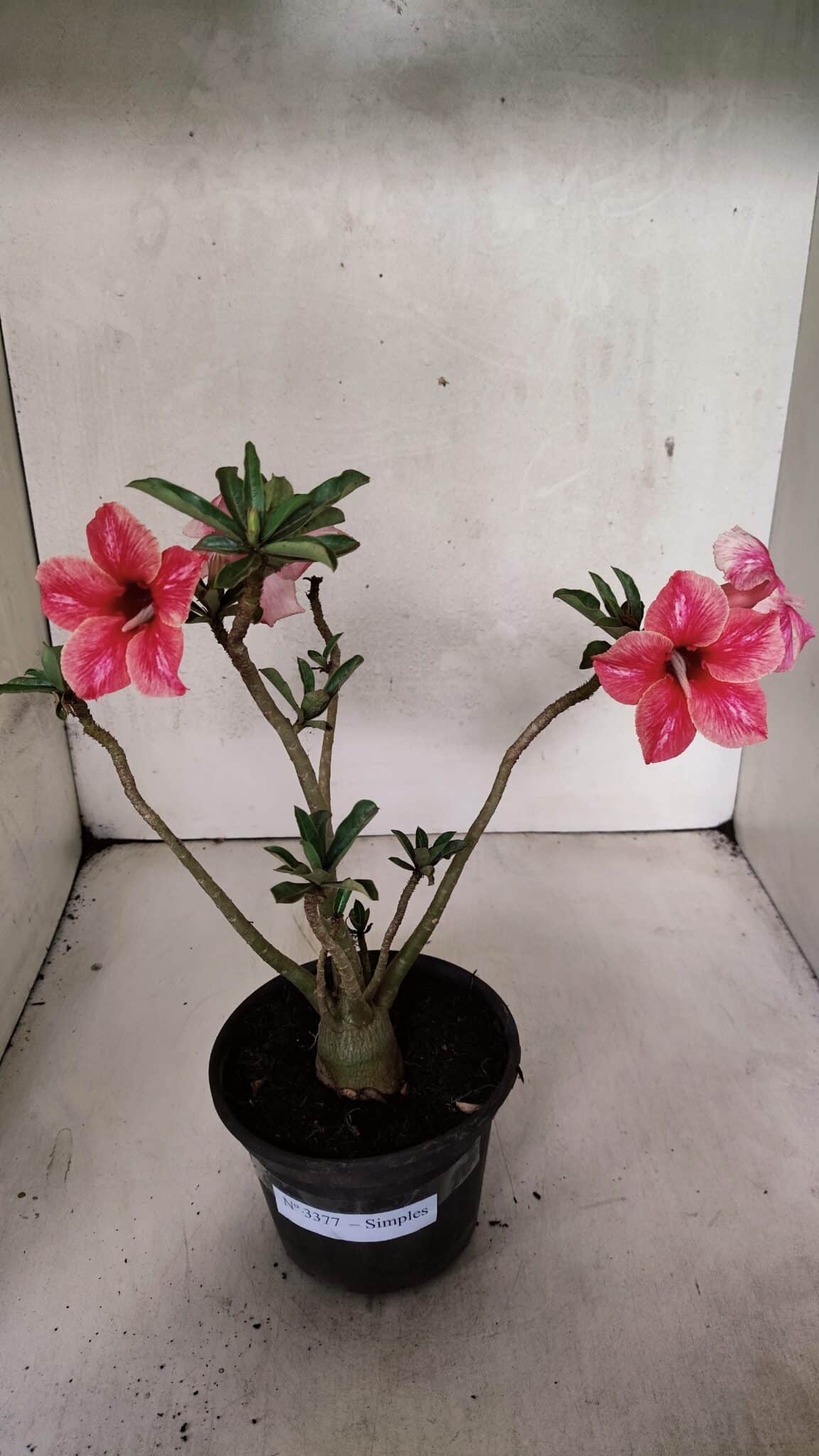 Planta Simples 3377 – 30cm – 02 anos - foto 2