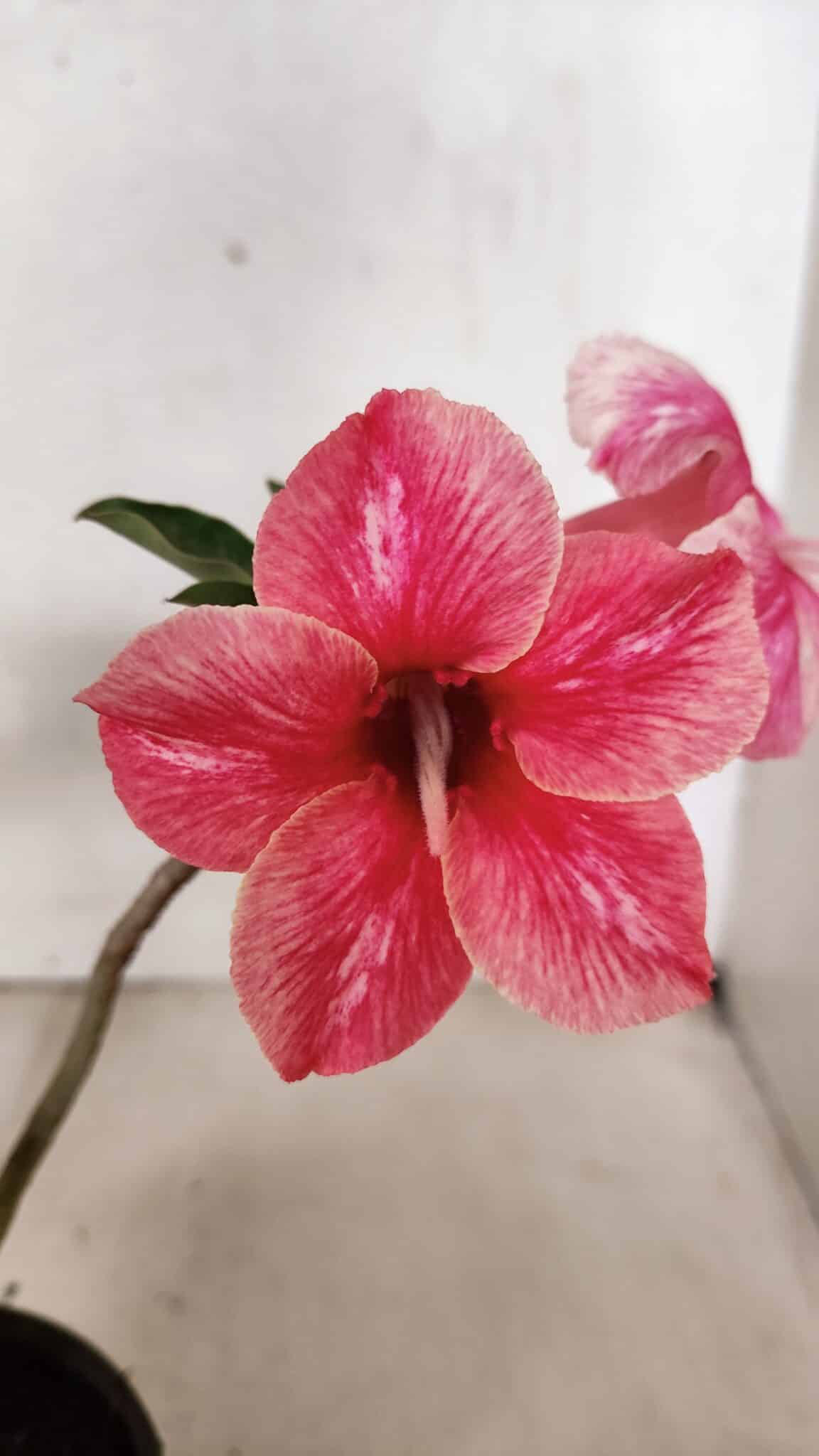 Planta Simples 3377 – 30cm – 02 anos - foto 3