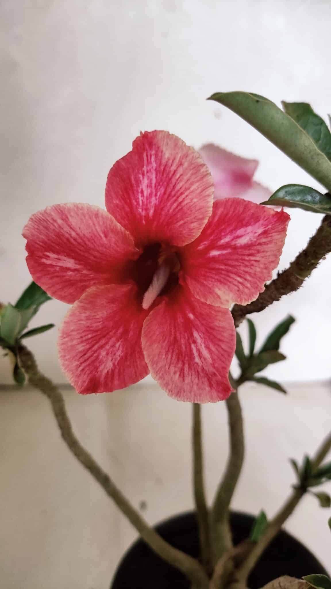 Planta Simples 3377 – 30cm – 02 anos - foto 5