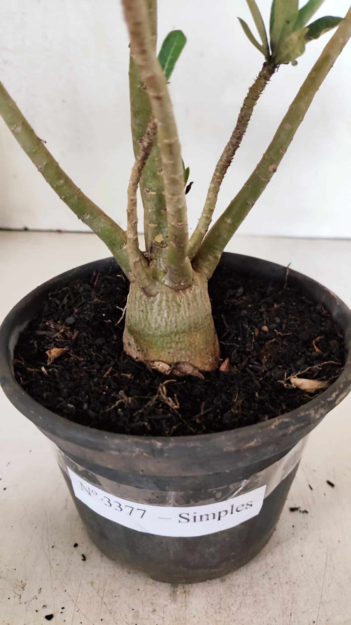 Planta Simples 3377 – 30cm – 02 anos - foto 6