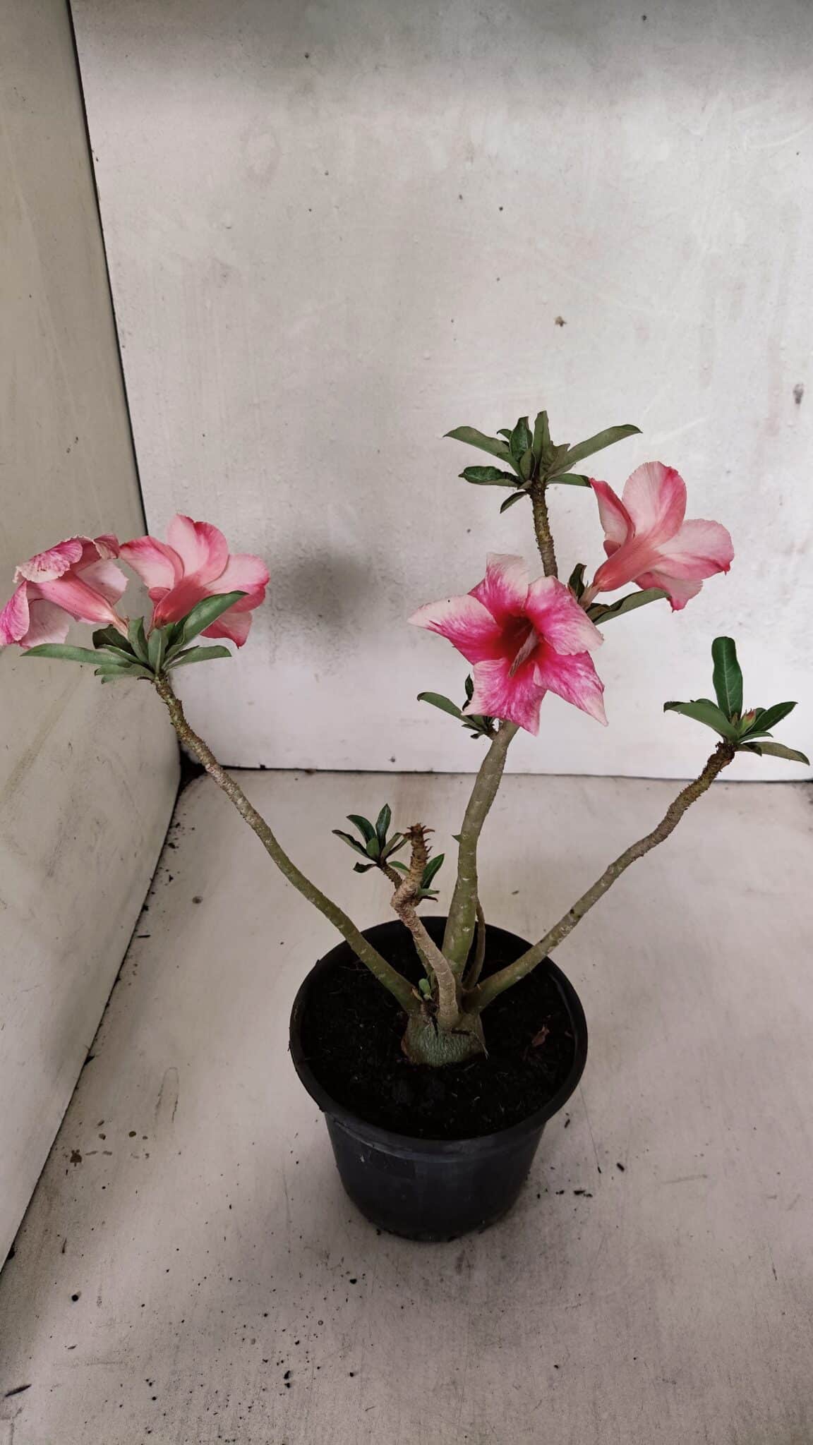 Planta Simples 3377 – 30cm – 02 anos - foto 4