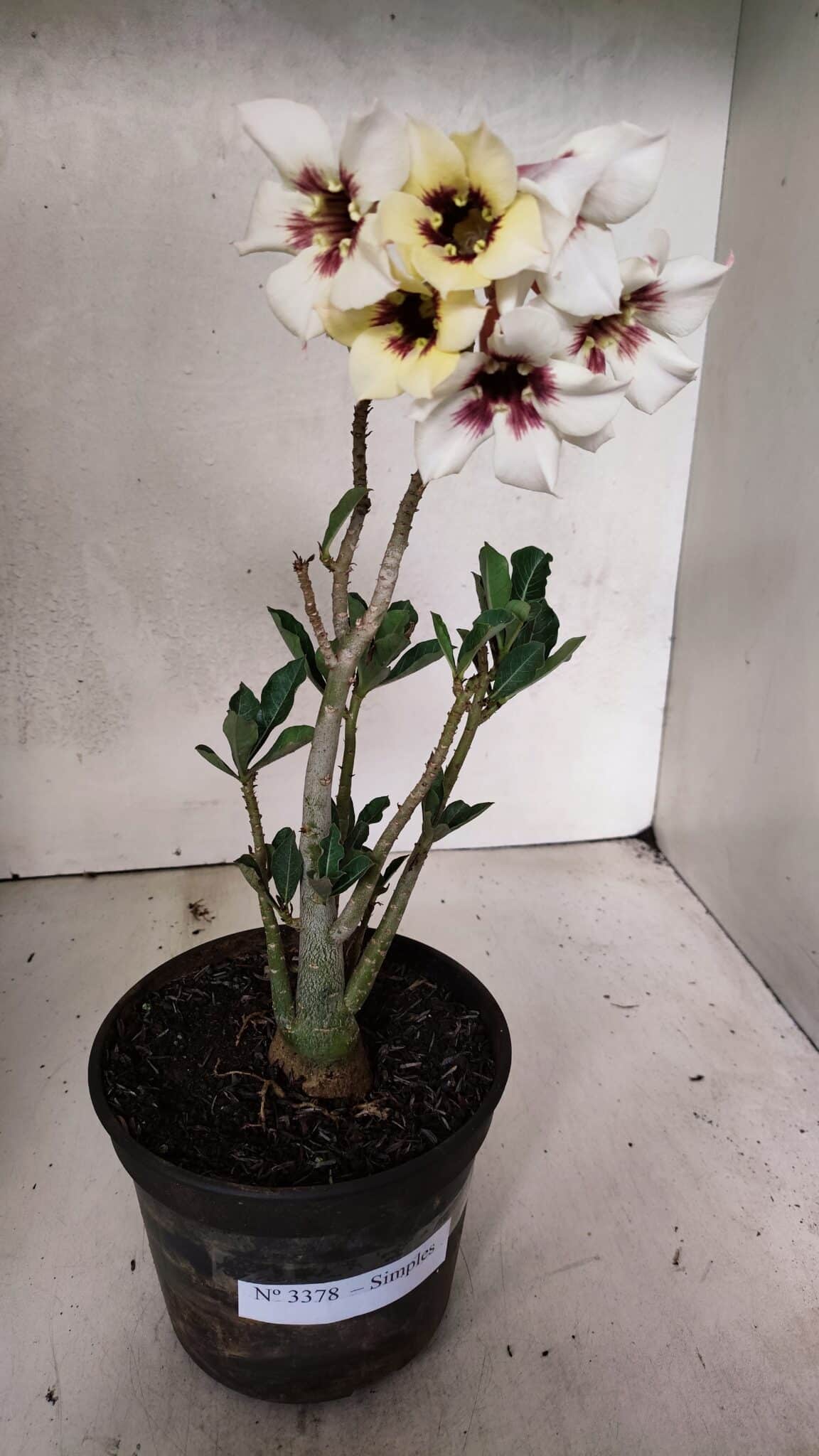 Planta Simples 3378 – 30cm – 02 anos - foto 2
