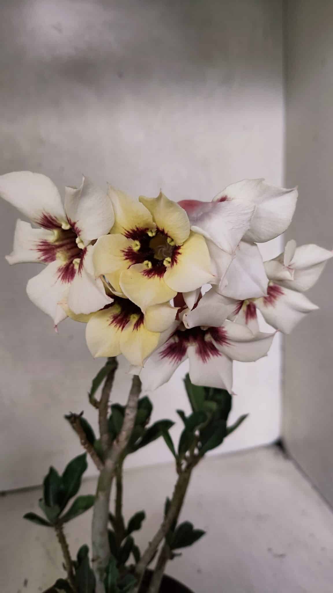 Planta Simples 3378 – 30cm – 02 anos - foto 3