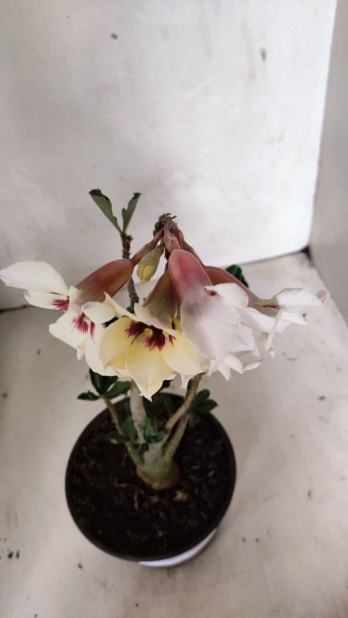 Planta Simples 3378 – 30cm – 02 anos - foto 4