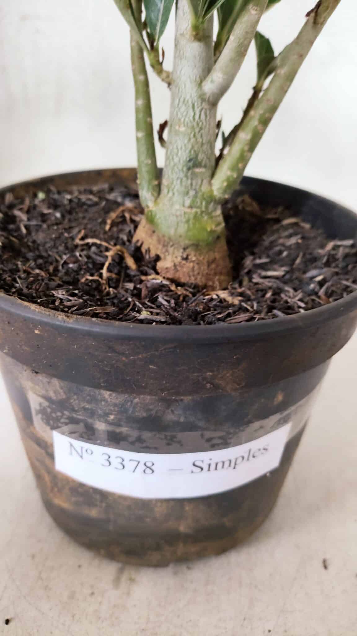 Planta Simples 3378 – 30cm – 02 anos - foto 6