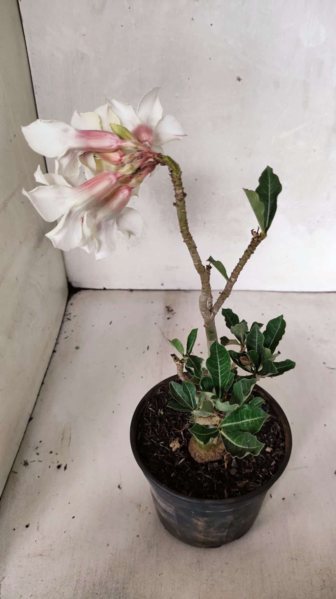 Planta Simples 3378 – 30cm – 02 anos - foto 5