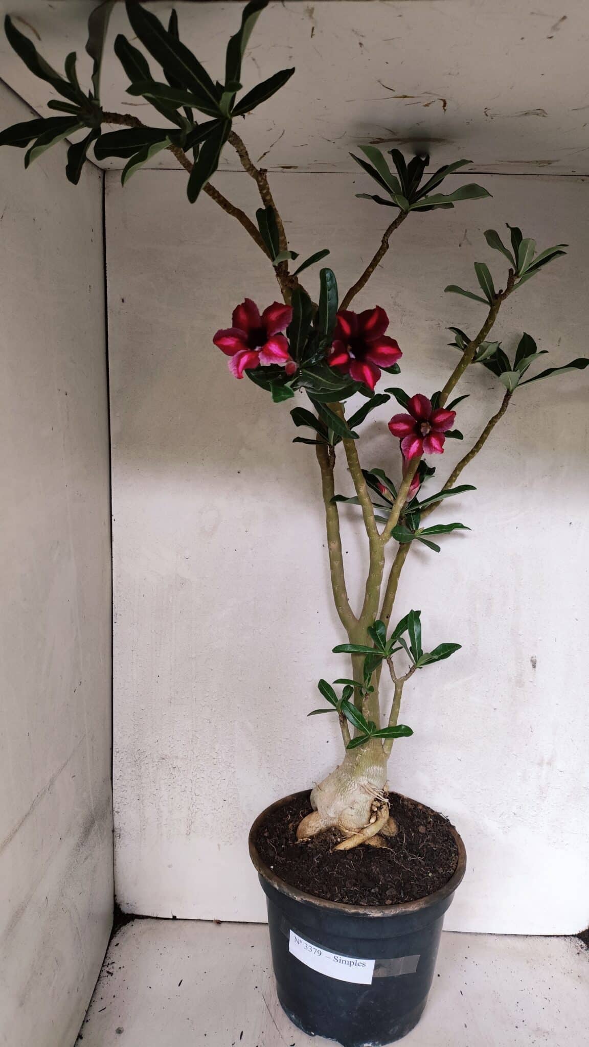 Planta Simples 3379 – 60cm – 04 anos - imagem 2